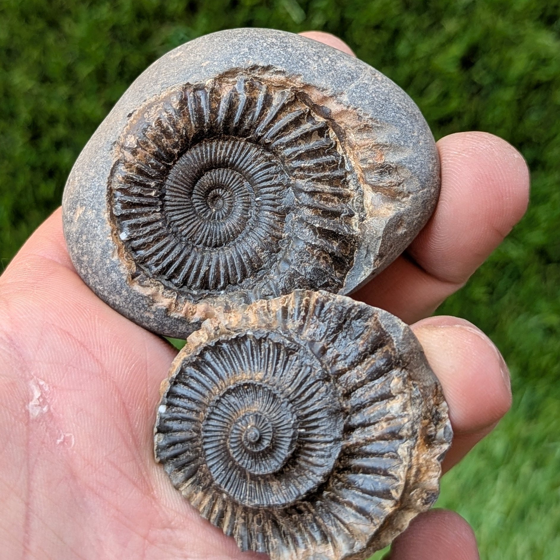 Peronoceras ammonite fossil split pair Whitby Jurassic coast - North Yorkshire Fossils