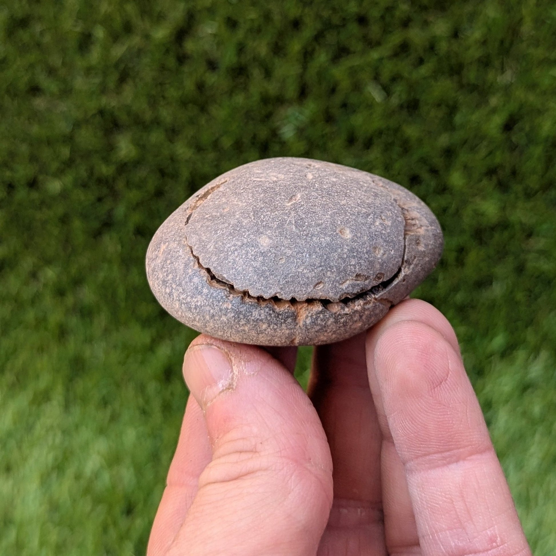 Peronoceras ammonite fossil split pair Whitby Jurassic coast - North Yorkshire Fossils
