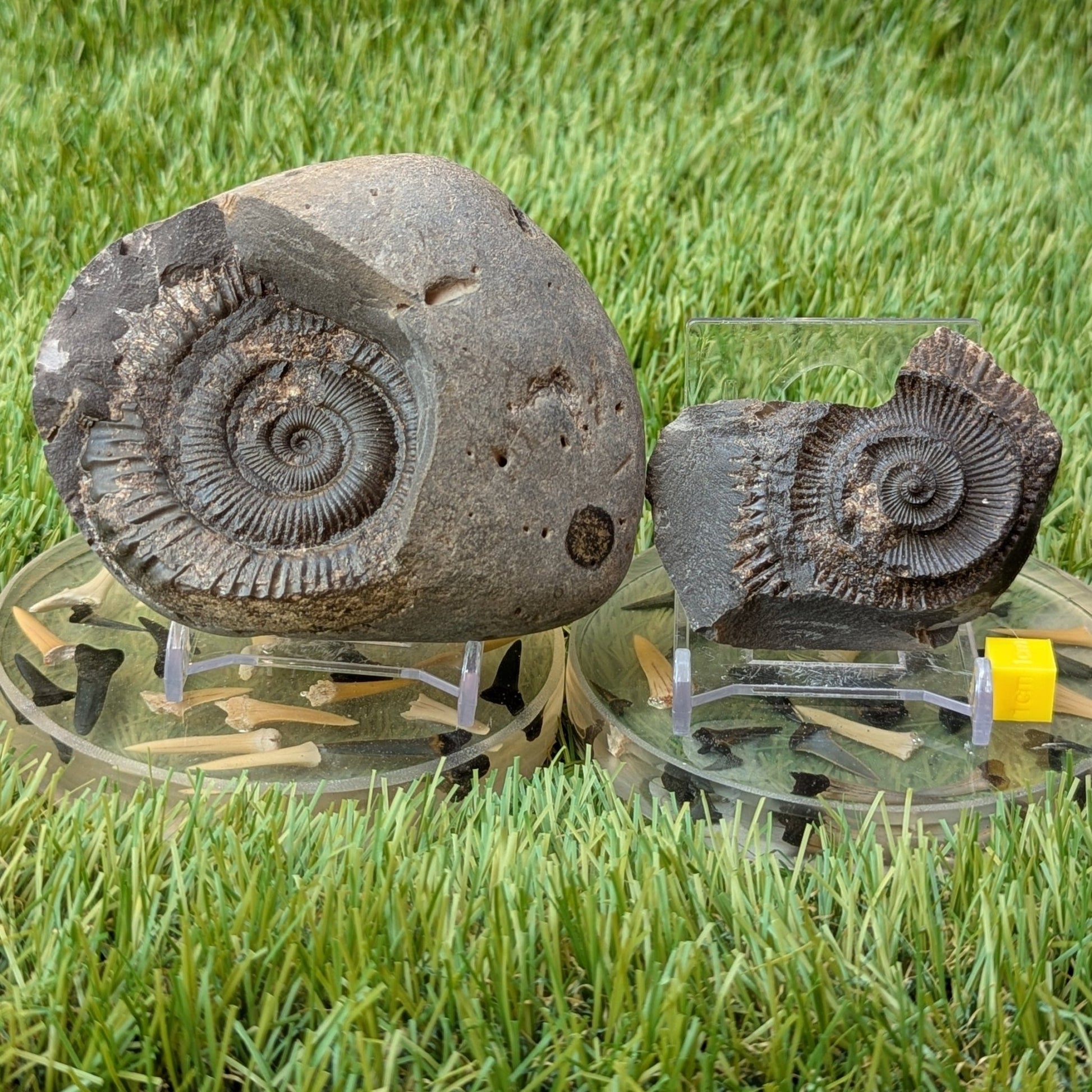 Peronoceras ammonite fossil split pair Whitby North Yorkshire fossils - North Yorkshire Fossils