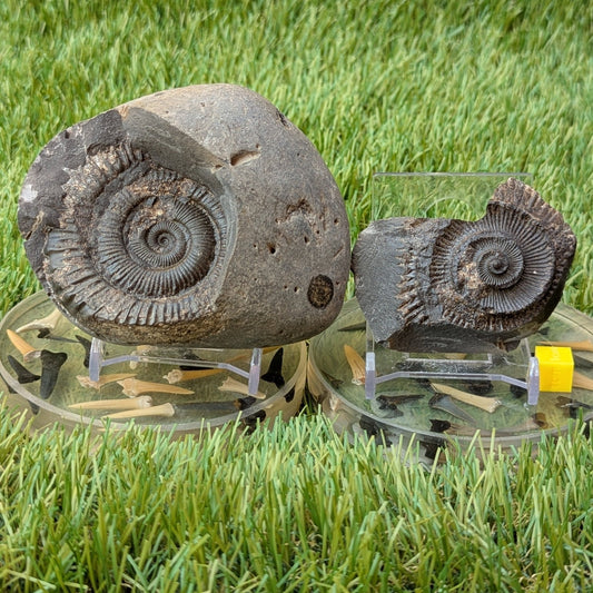 Peronoceras ammonite fossil split pair Whitby North Yorkshire fossils - North Yorkshire Fossils