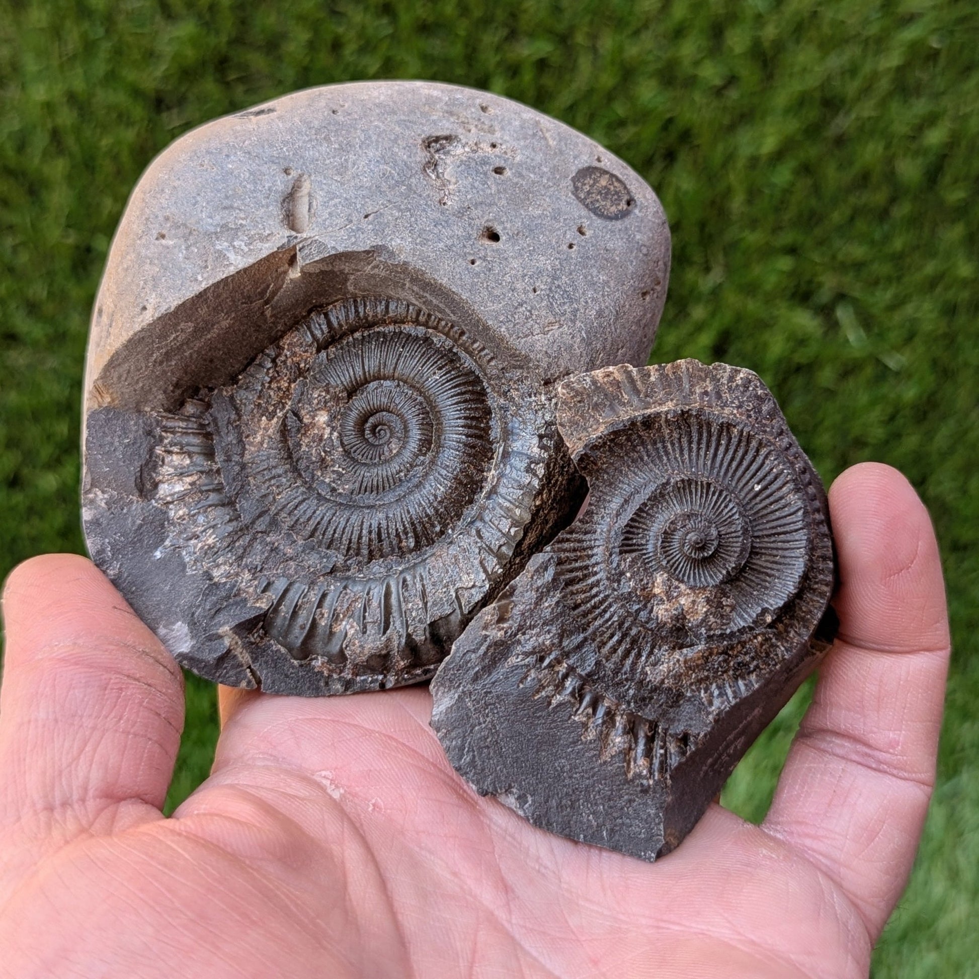 Peronoceras ammonite fossil split pair Whitby North Yorkshire fossils - North Yorkshire Fossils