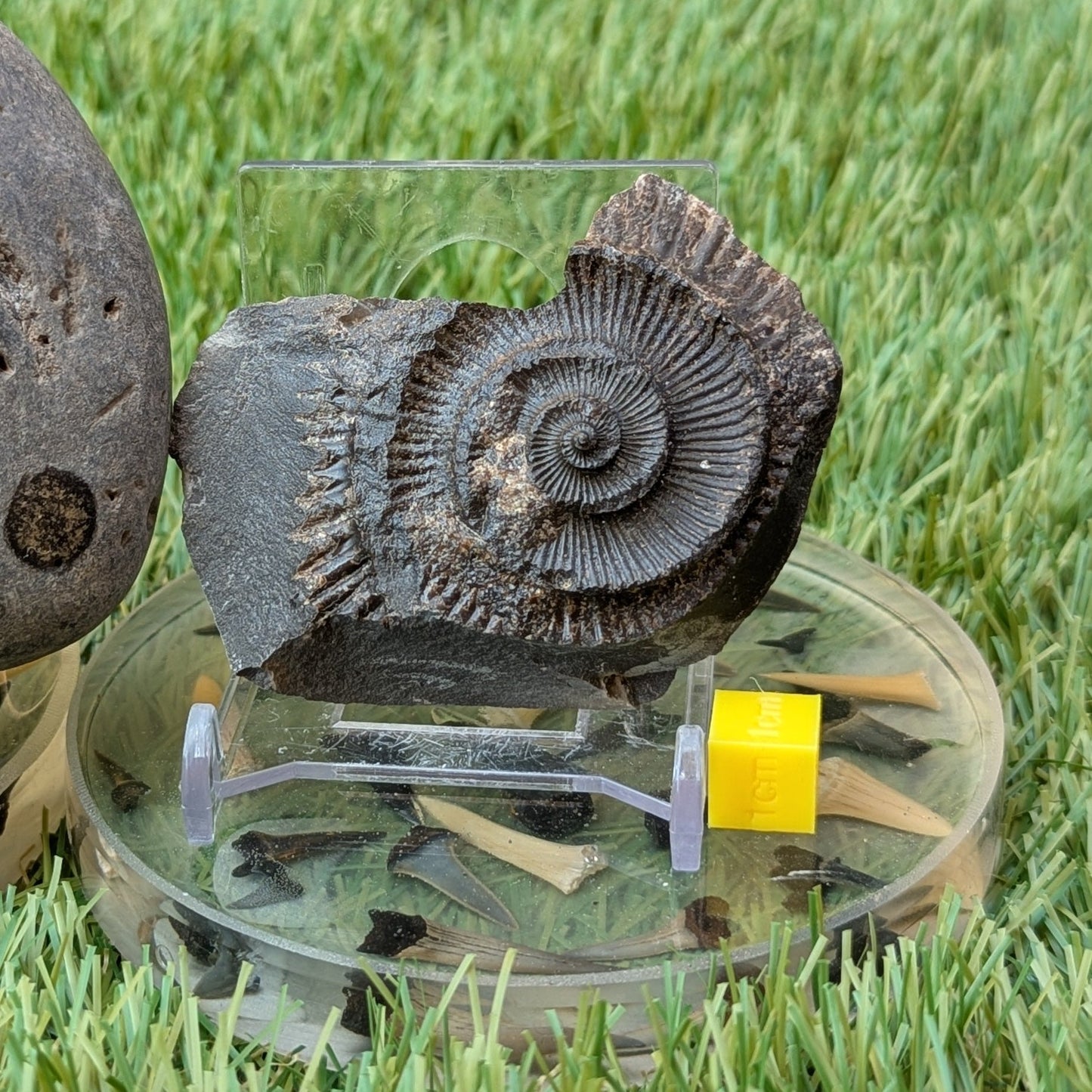 Peronoceras ammonite fossil split pair Whitby North Yorkshire fossils - North Yorkshire Fossils