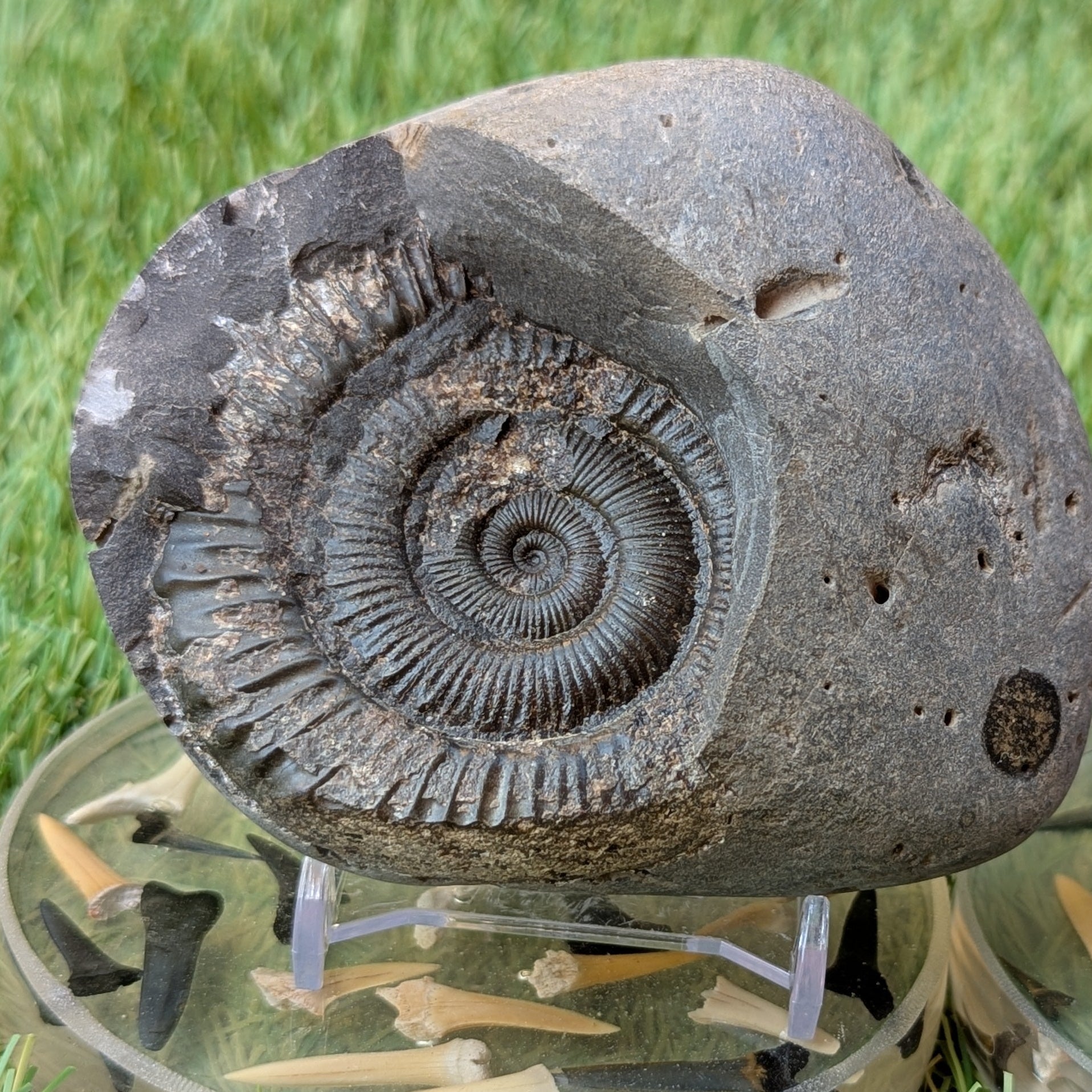 Peronoceras ammonite fossil split pair Whitby North Yorkshire fossils - North Yorkshire Fossils
