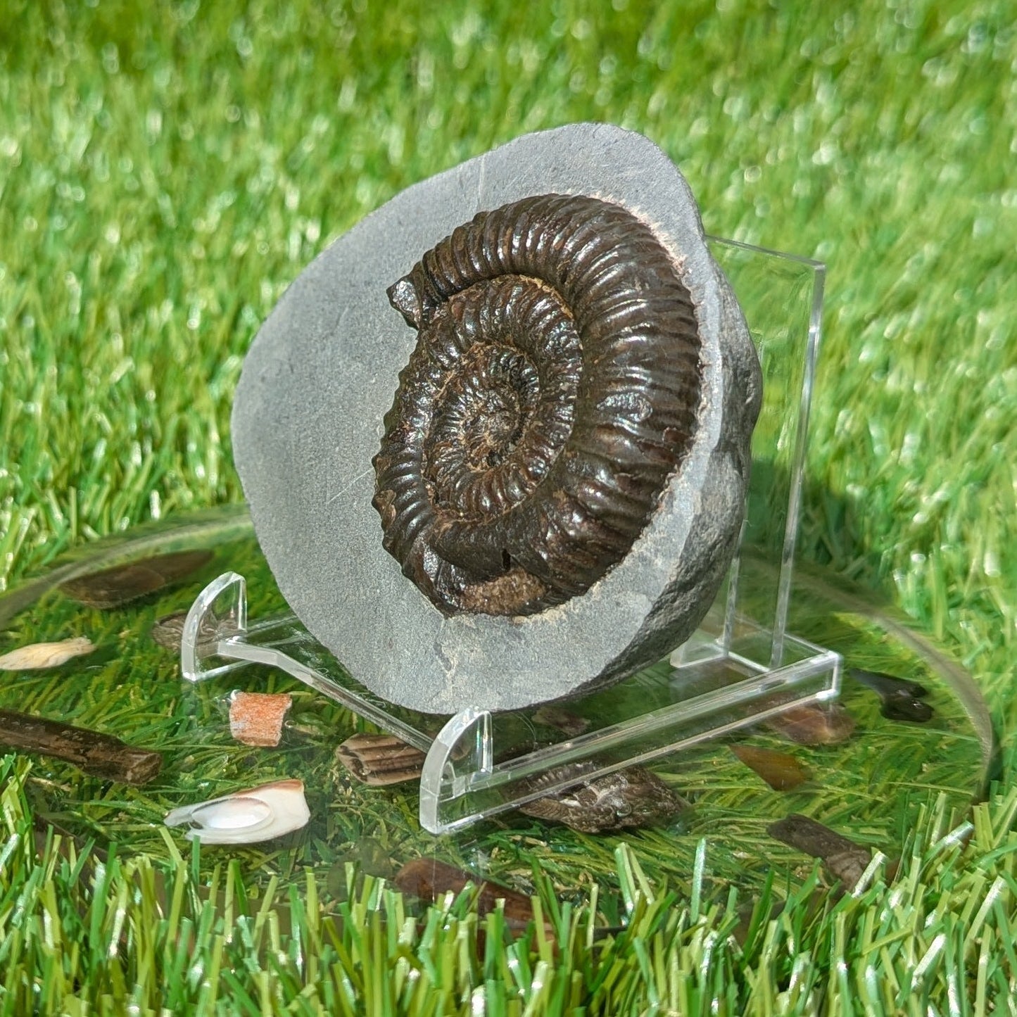 Peronoceras ammonite fossil Whitby Jurassic coast - North Yorkshire Fossils