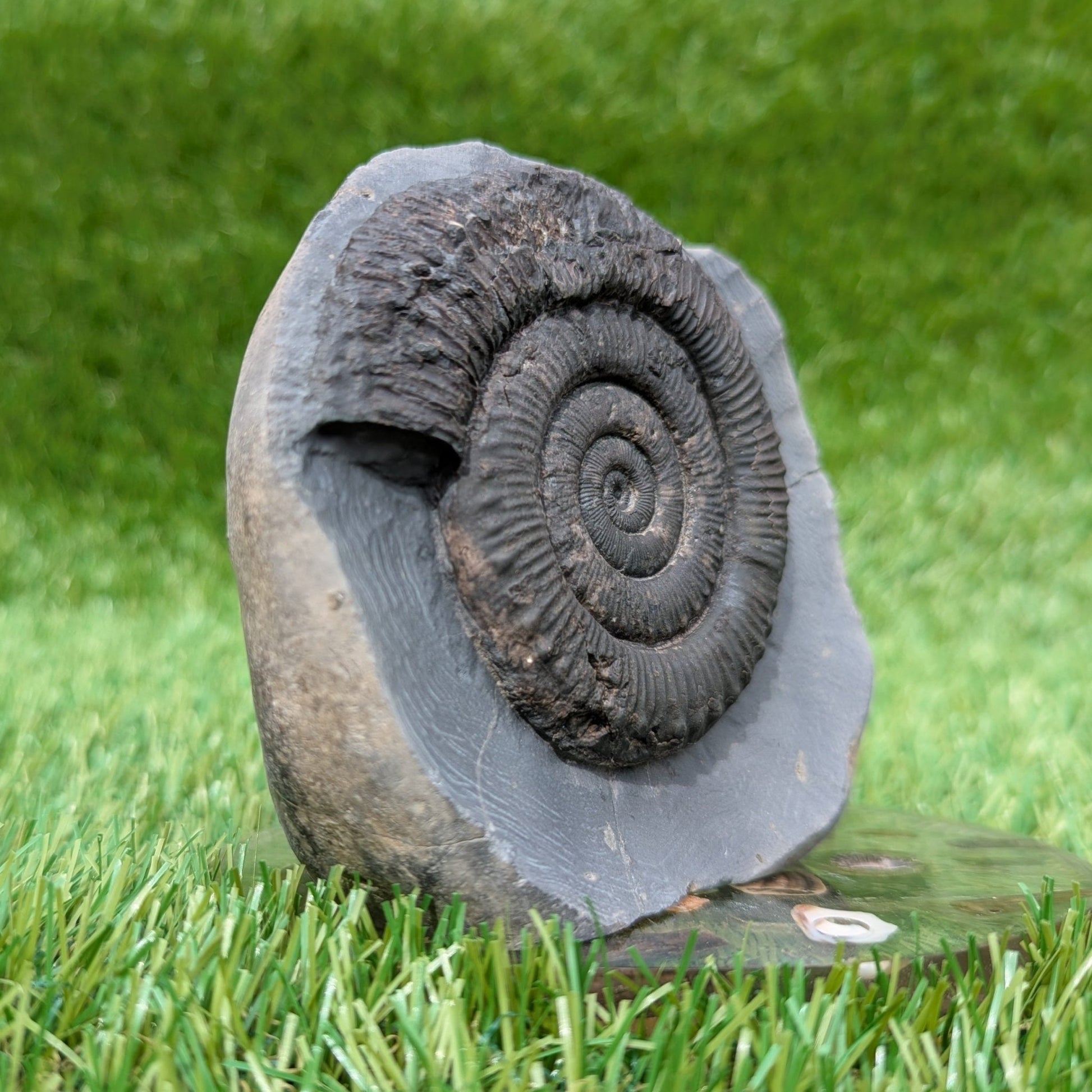 Peronoceras ammonite fossil Whitby Jurassic coast - North Yorkshire Fossils
