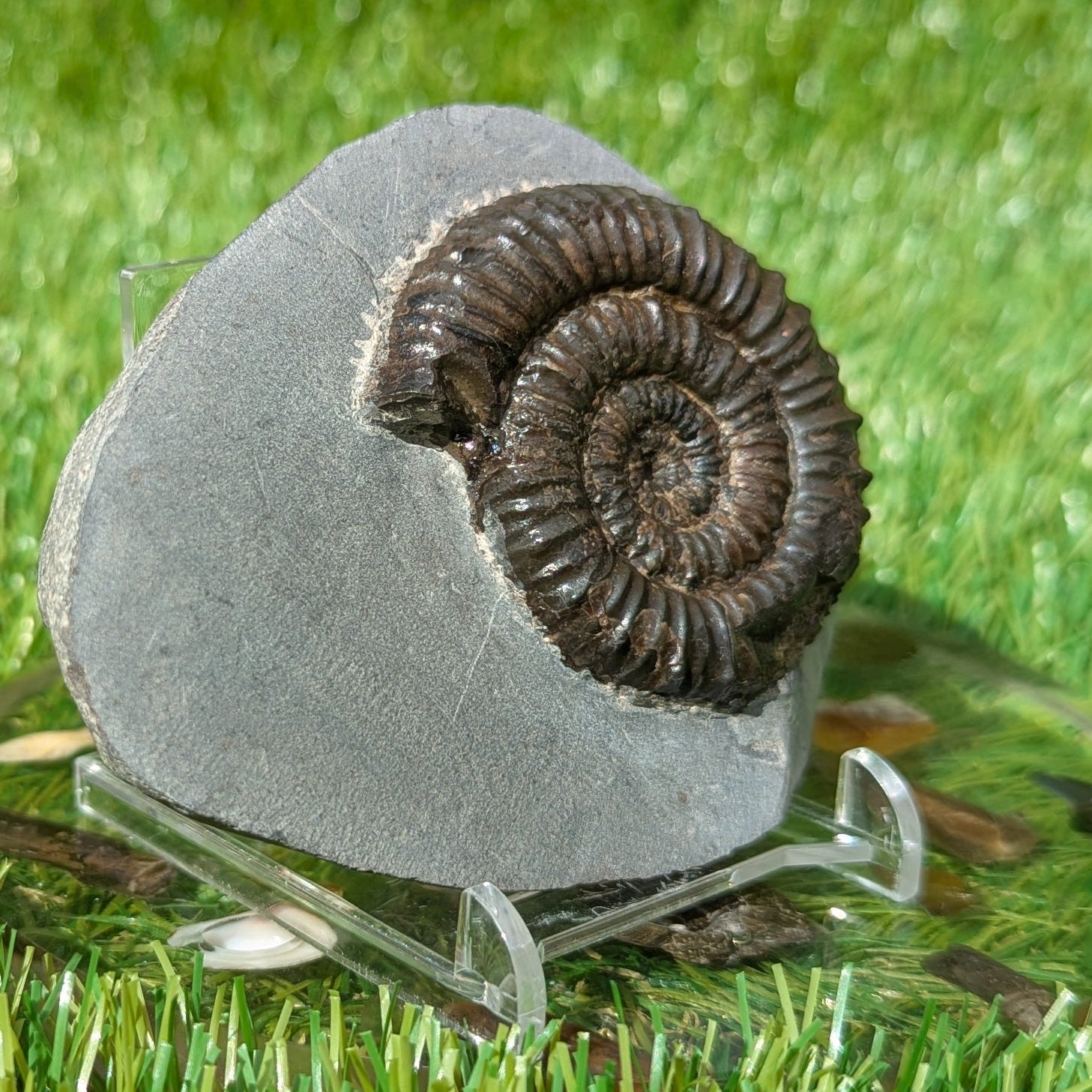 Peronoceras ammonite fossil Whitby Jurassic coast - North Yorkshire Fossils