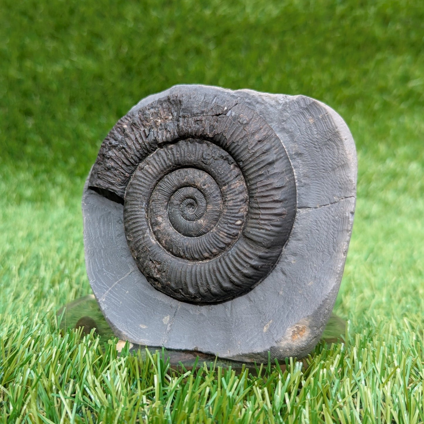 Peronoceras ammonite fossil Whitby Jurassic coast - North Yorkshire Fossils