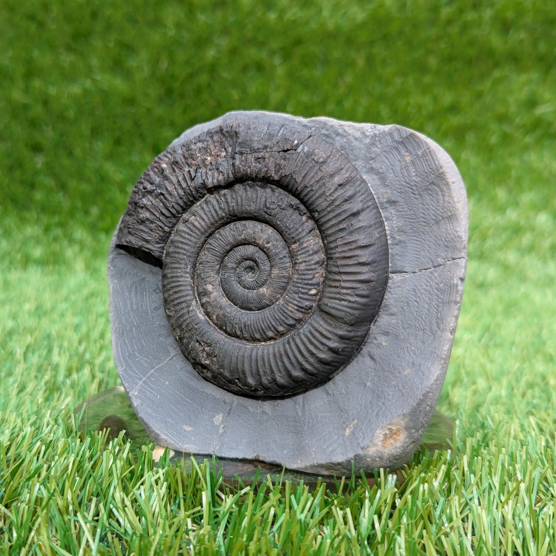 Peronoceras ammonite fossil Whitby Jurassic coast - North Yorkshire Fossils