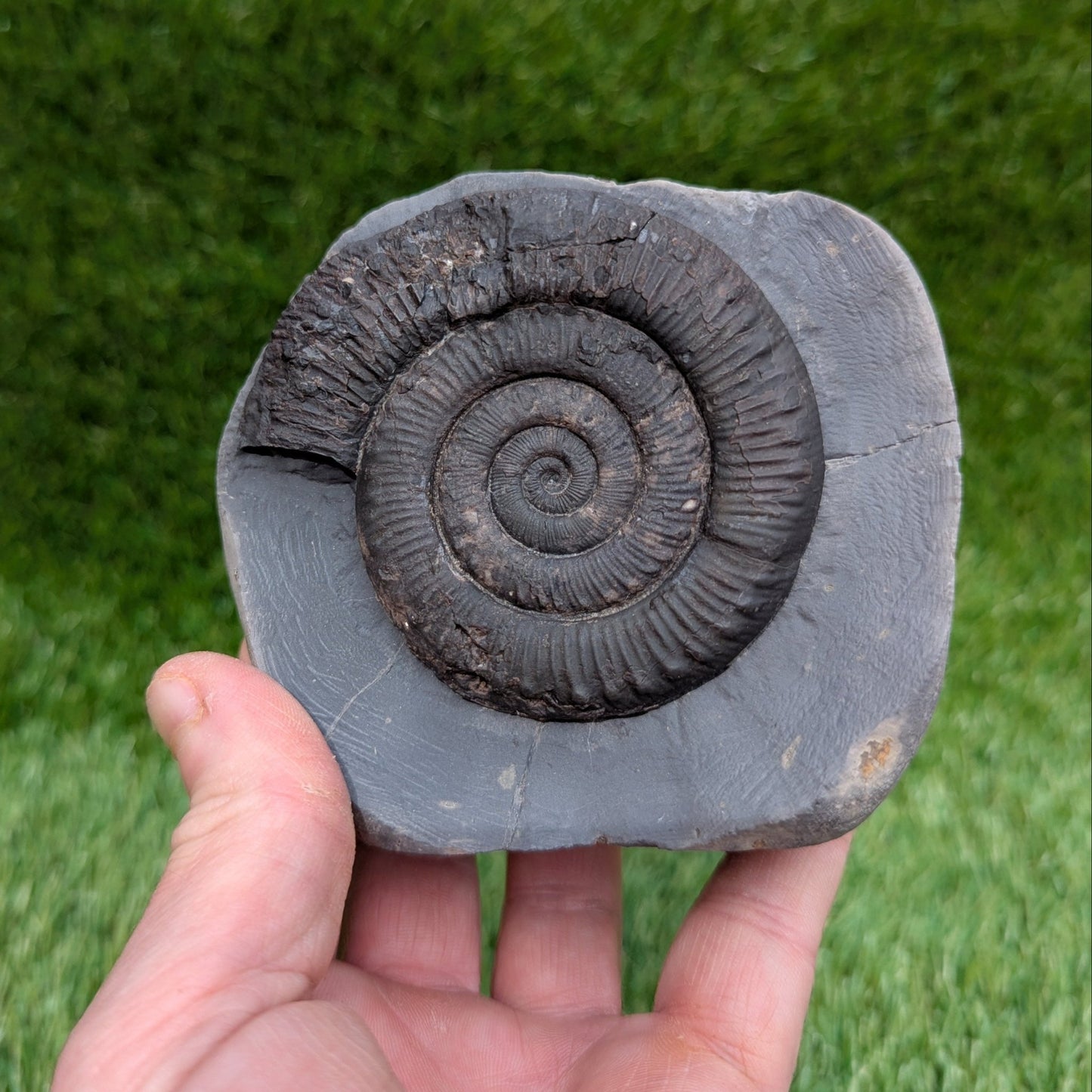 Peronoceras ammonite fossil Whitby Jurassic coast - North Yorkshire Fossils