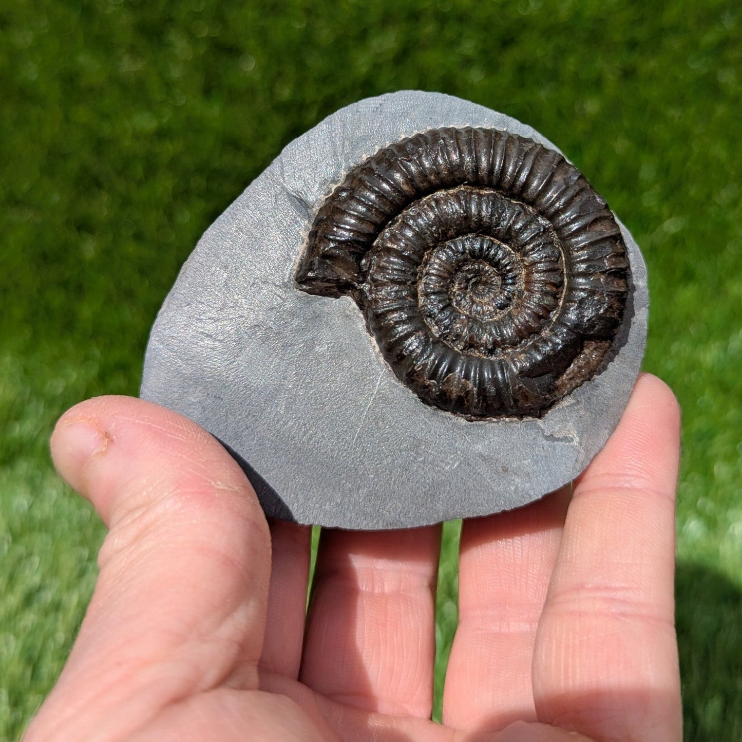 Peronoceras ammonite fossil Whitby Jurassic coast - North Yorkshire Fossils