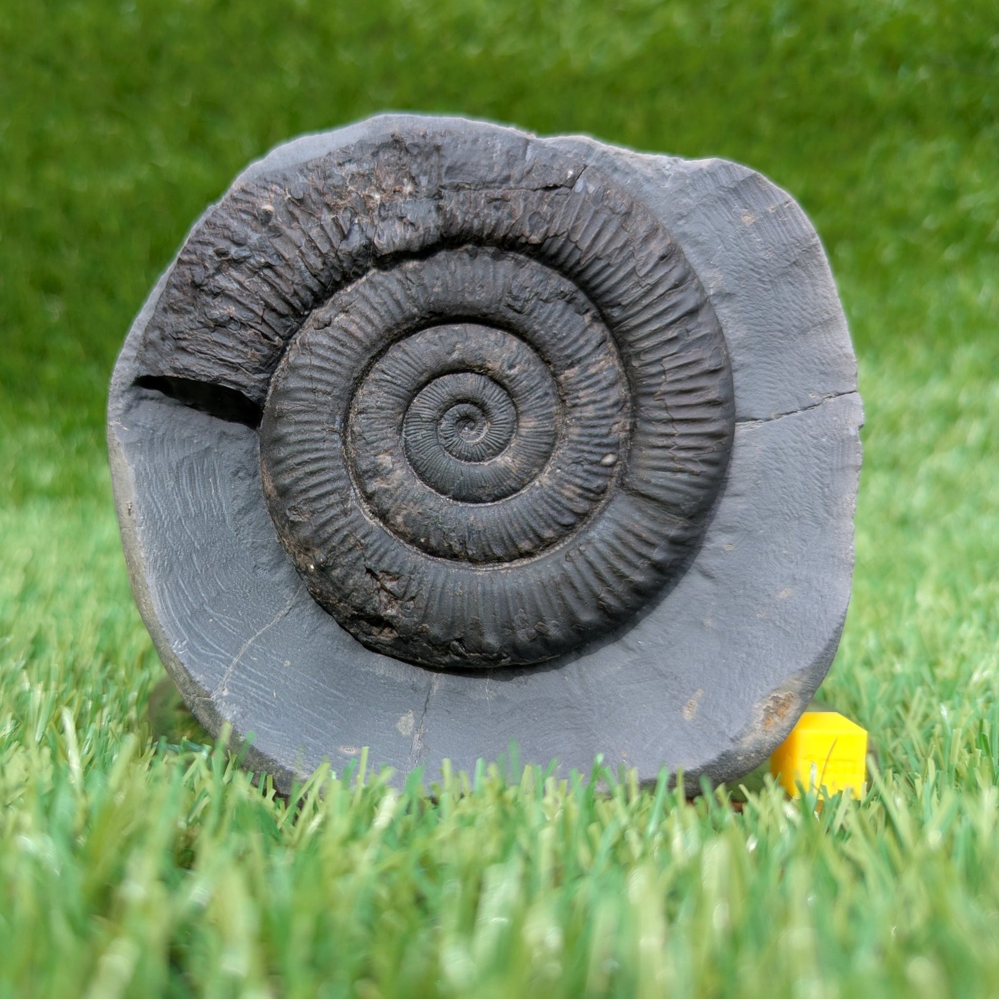Peronoceras ammonite fossil Whitby Jurassic coast - North Yorkshire Fossils