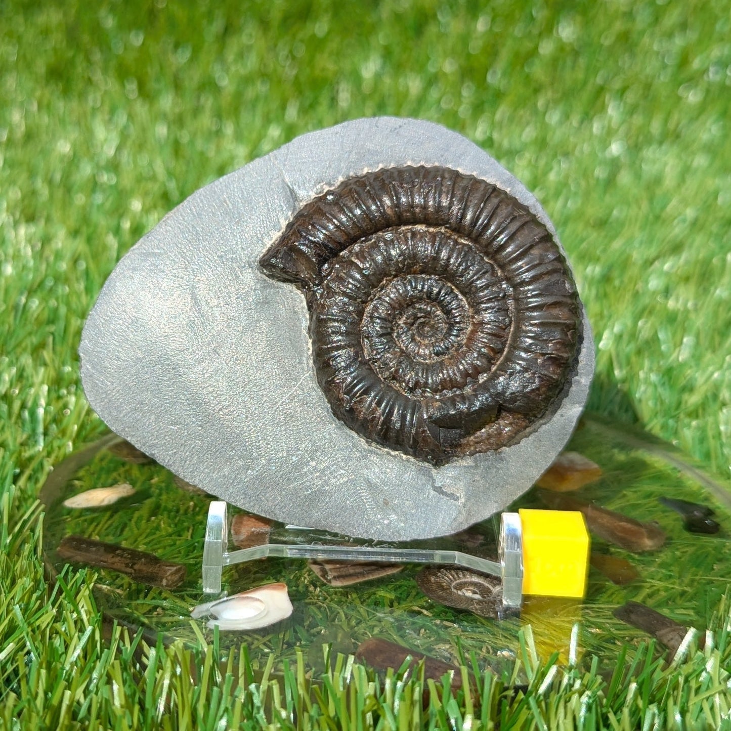 Peronoceras ammonite fossil Whitby Jurassic coast - North Yorkshire Fossils