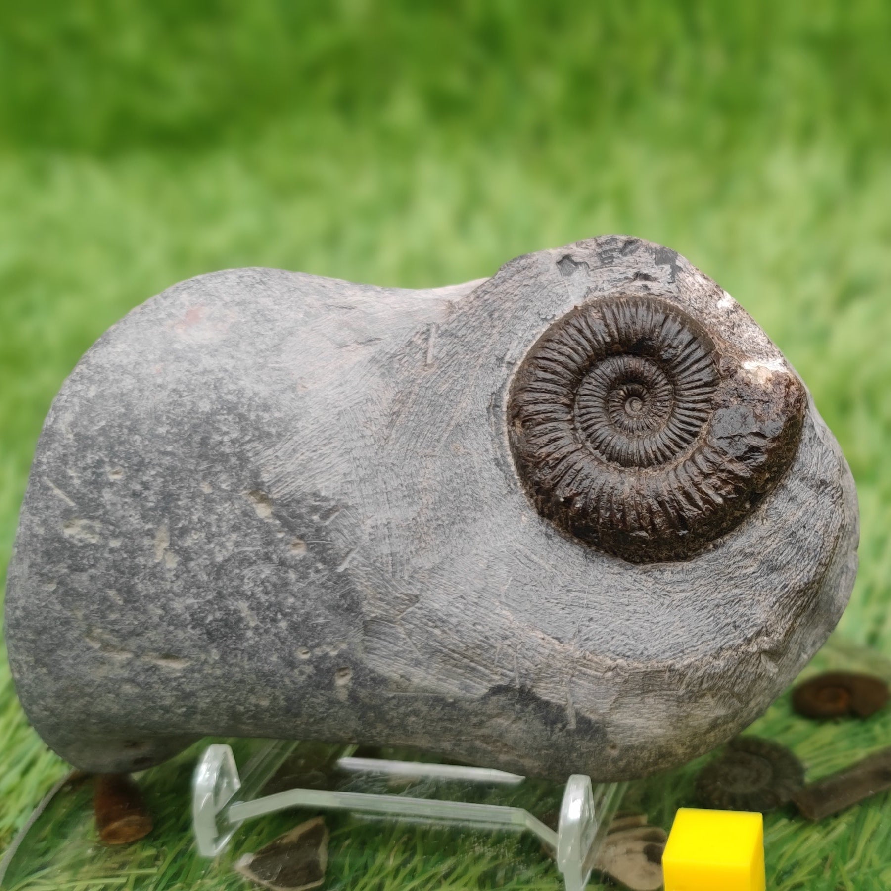 Peronoceras ammonite fossil Whitby North Yorkshire - North Yorkshire Fossils