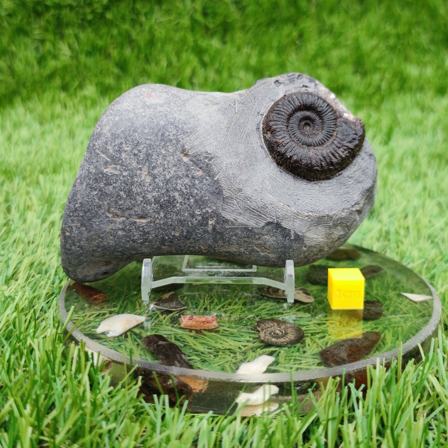 Peronoceras ammonite fossil Whitby North Yorkshire - North Yorkshire Fossils
