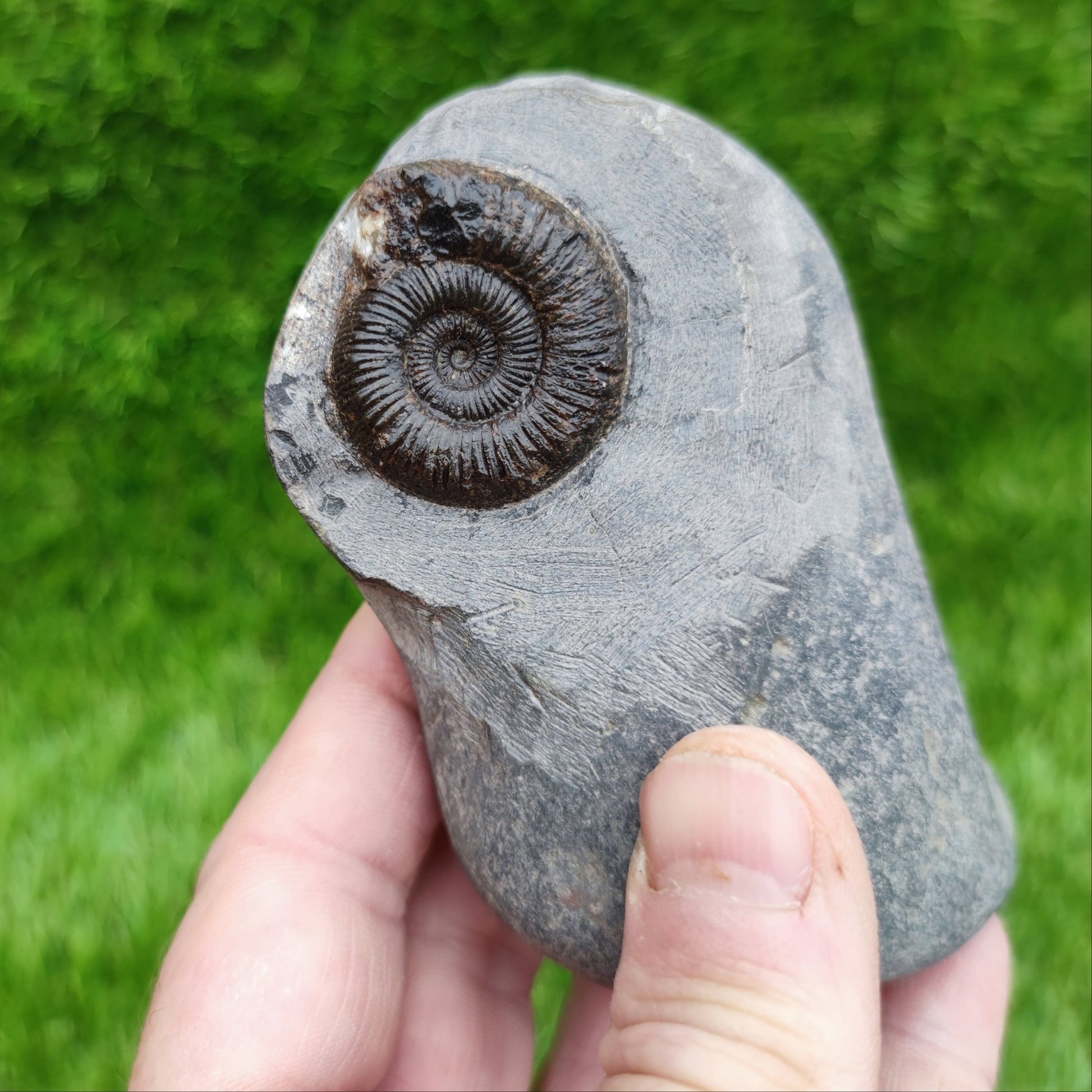 Peronoceras ammonite fossil Whitby North Yorkshire - North Yorkshire Fossils