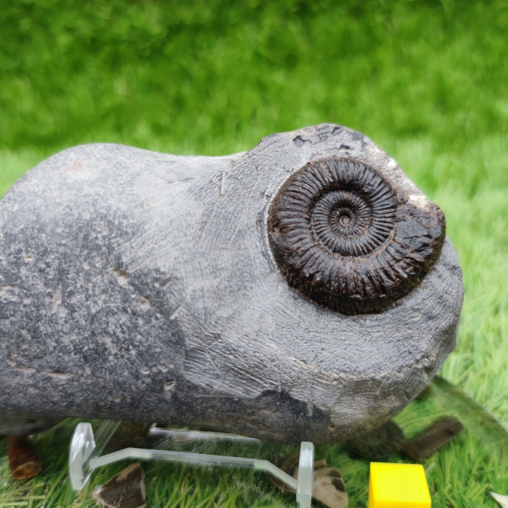 Peronoceras ammonite fossil Whitby North Yorkshire - North Yorkshire Fossils