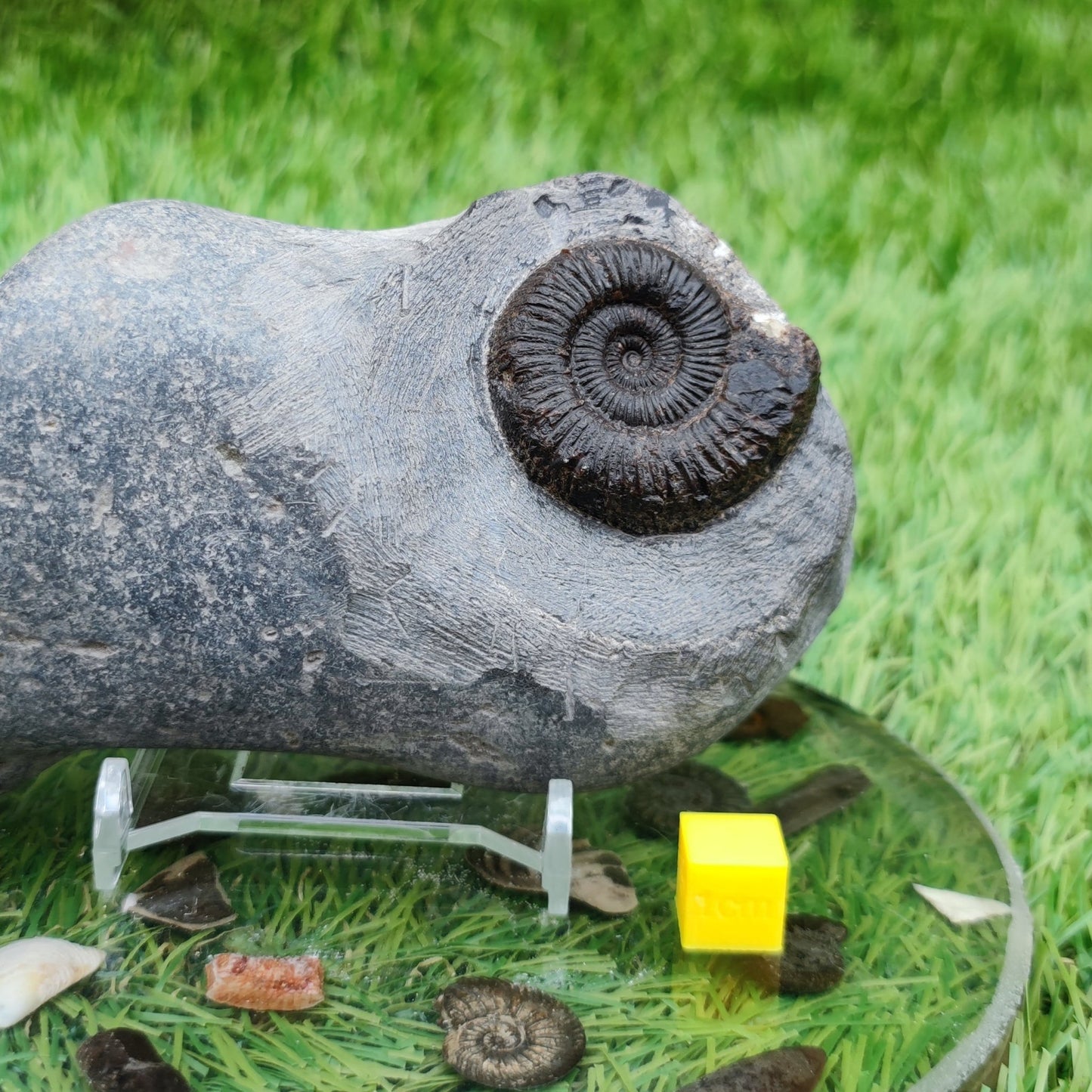 Peronoceras ammonite fossil Whitby North Yorkshire - North Yorkshire Fossils