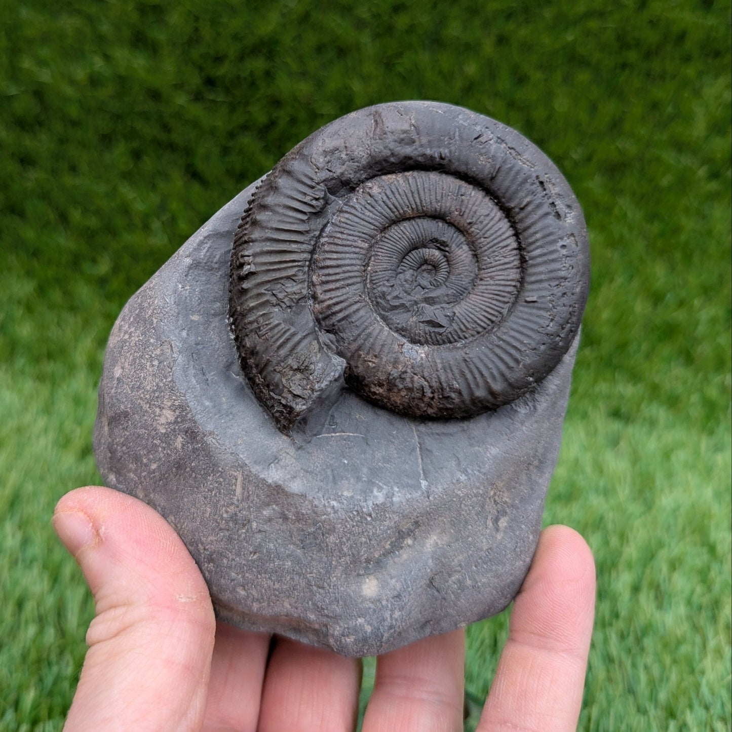 Peronoceras ammonite fossil Whitby UK - North Yorkshire Fossils