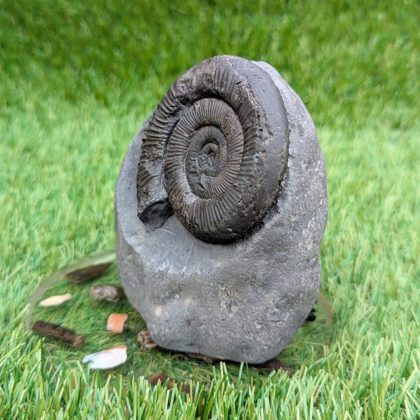 Peronoceras ammonite fossil Whitby UK - North Yorkshire Fossils