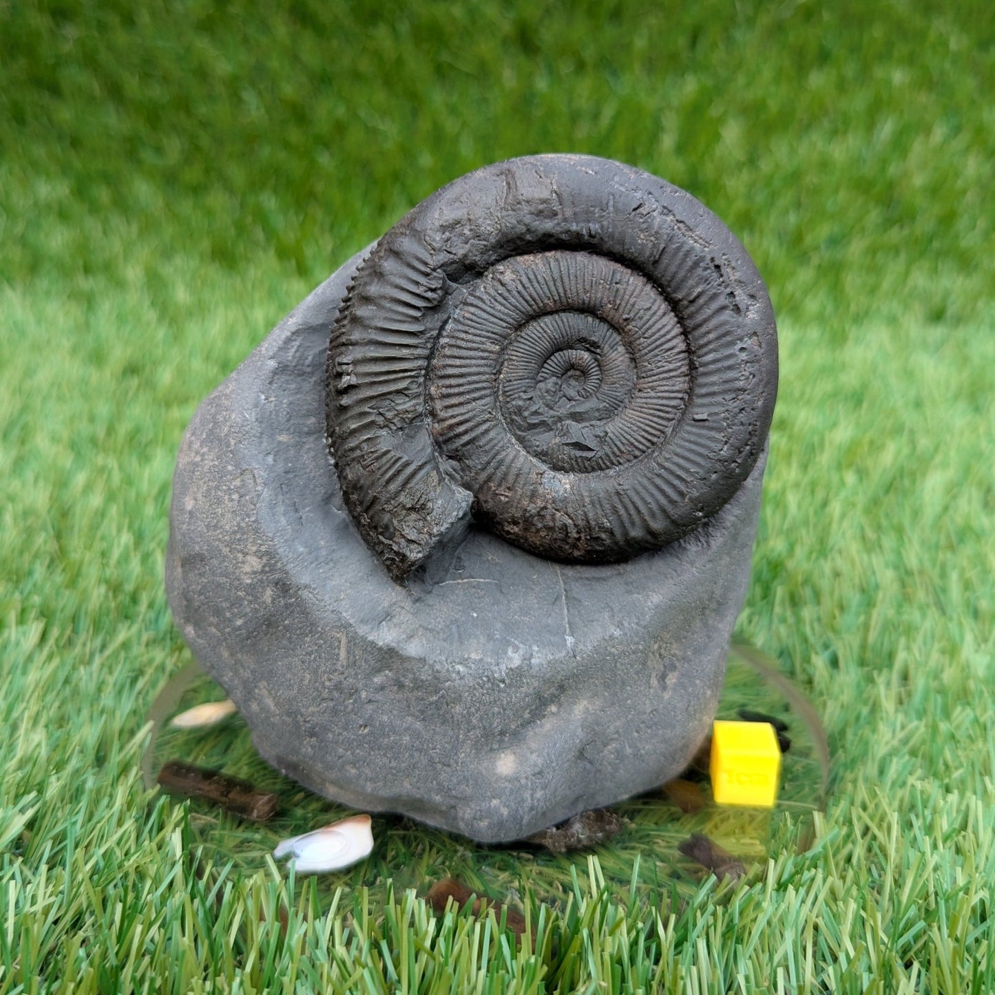 Peronoceras ammonite fossil Whitby UK - North Yorkshire Fossils