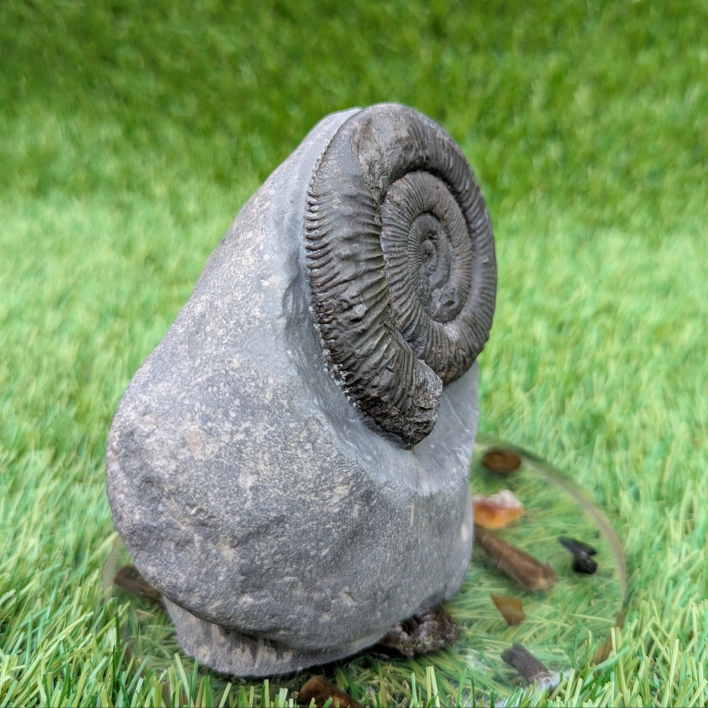 Peronoceras ammonite fossil Whitby UK - North Yorkshire Fossils