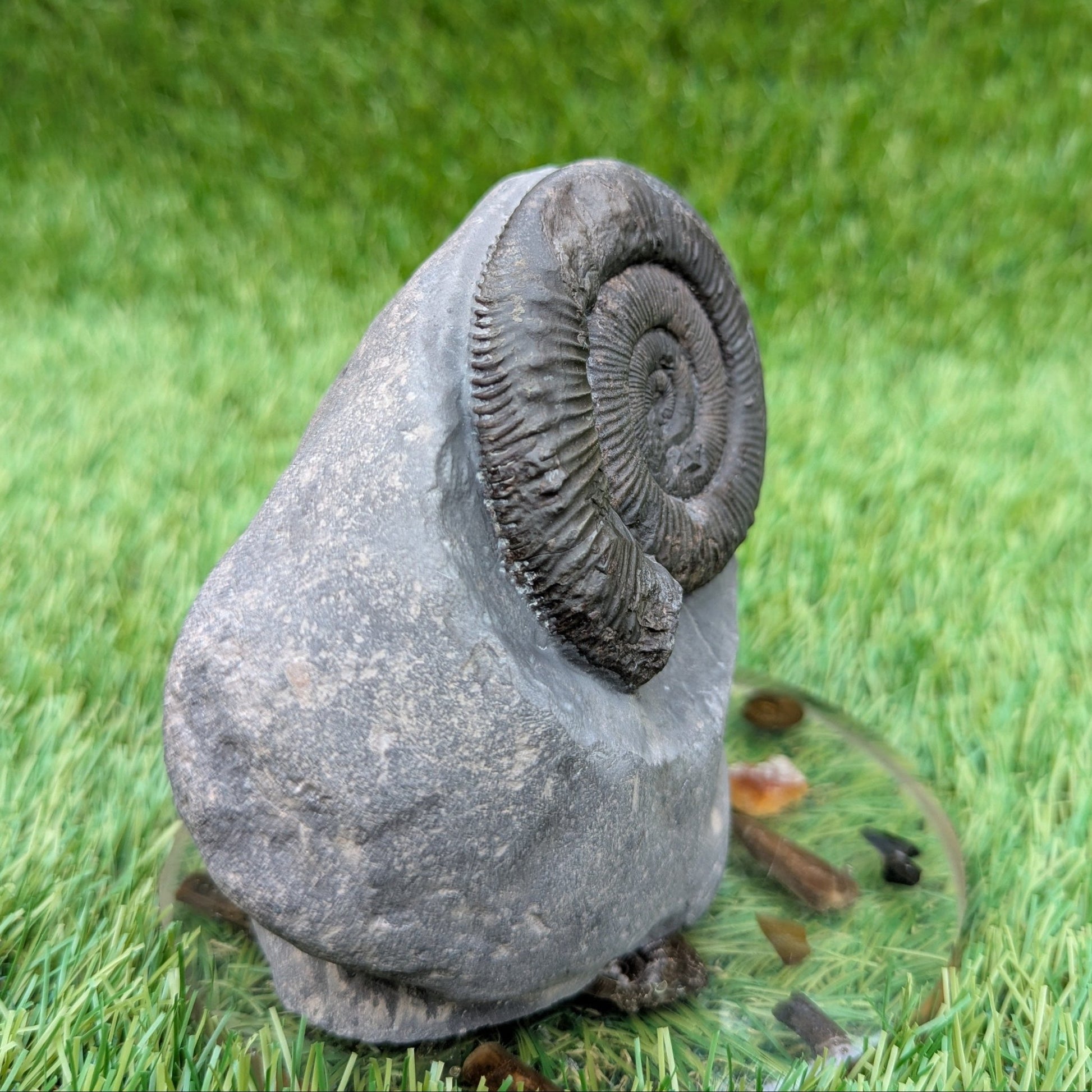Peronoceras ammonite fossil Whitby UK - North Yorkshire Fossils