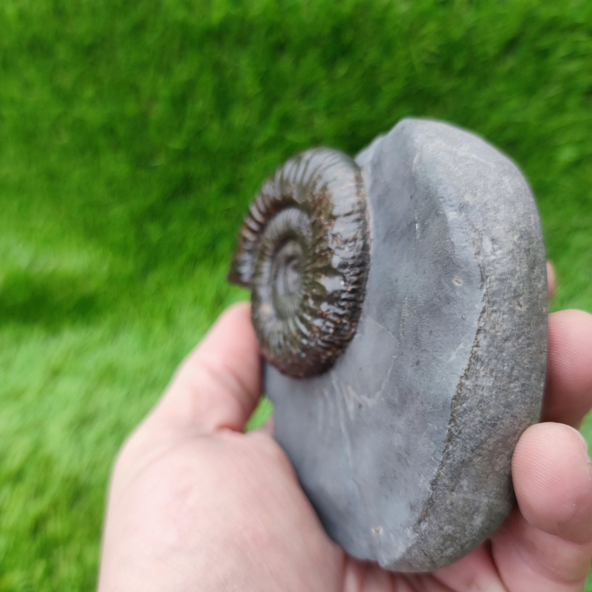 Peronoceras ammonite fossil with perfect centre Yorkshire UK - North Yorkshire Fossils