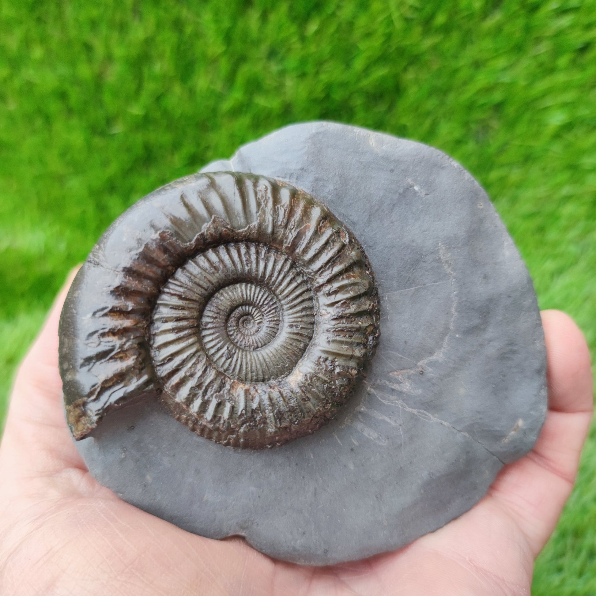 Peronoceras ammonite fossil with perfect centre Yorkshire UK - North Yorkshire Fossils