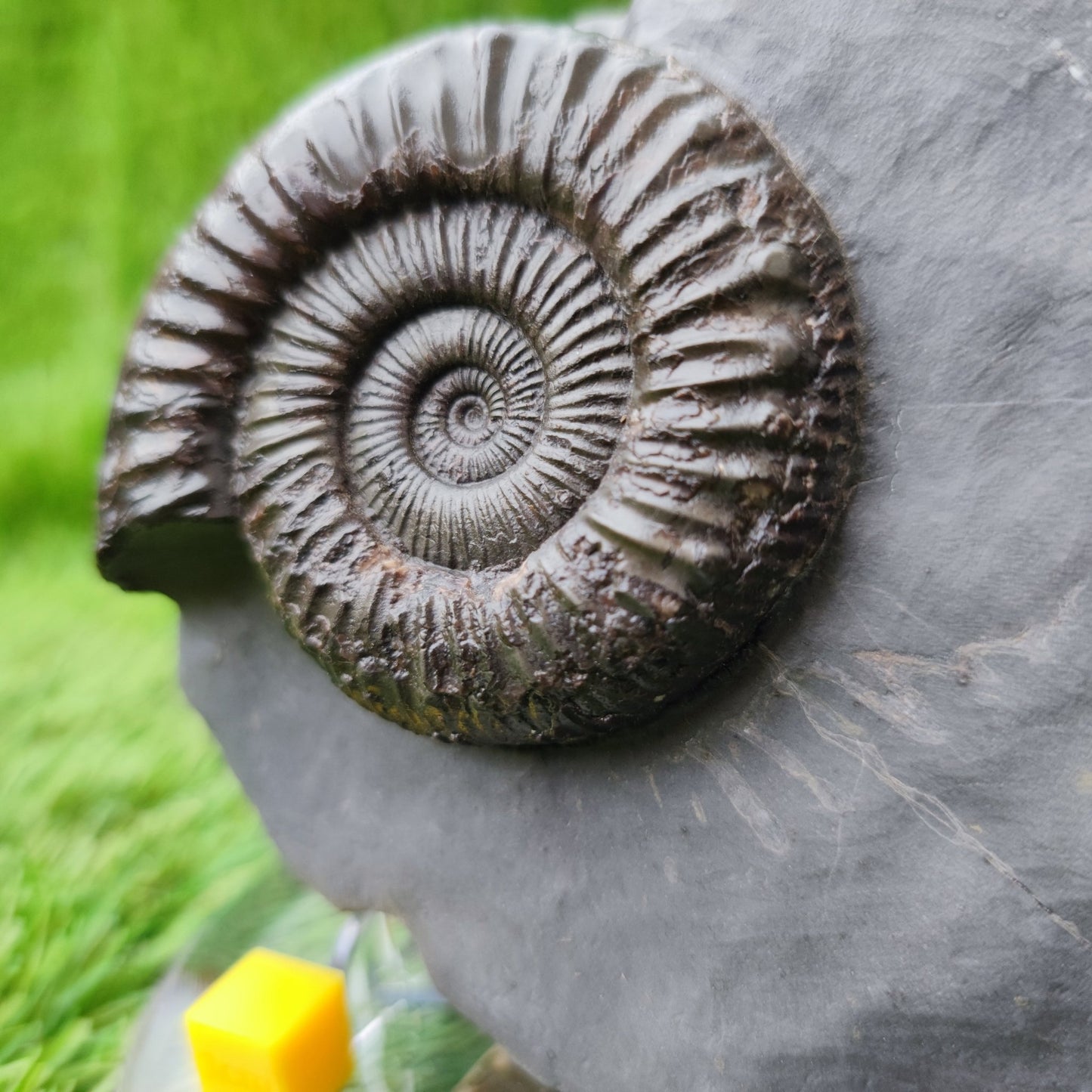 Peronoceras ammonite fossil with perfect centre Yorkshire UK - North Yorkshire Fossils