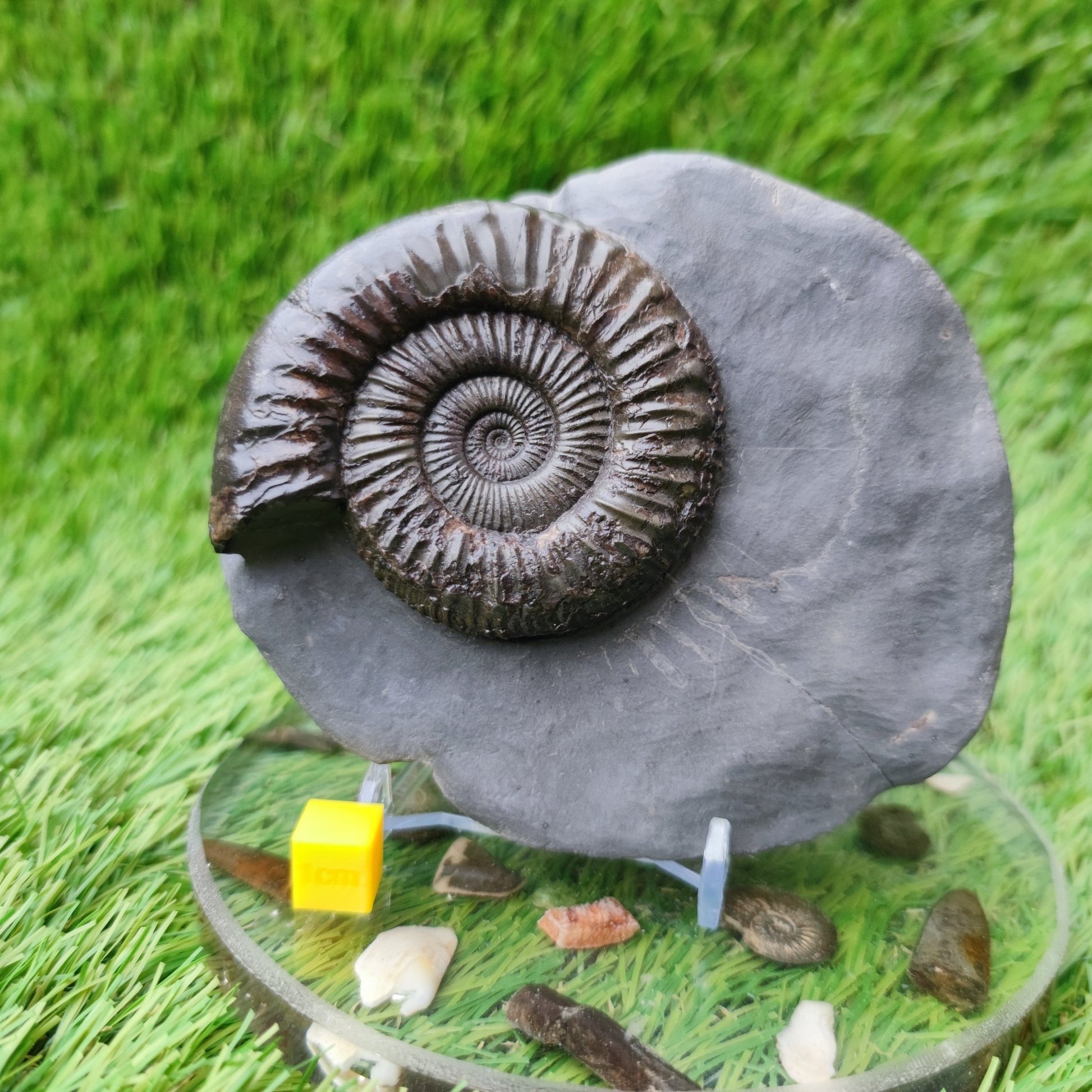 Peronoceras ammonite fossil with perfect centre Yorkshire UK - North Yorkshire Fossils