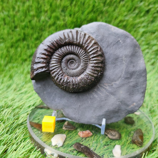 Peronoceras ammonite fossil with perfect centre Yorkshire UK - North Yorkshire Fossils
