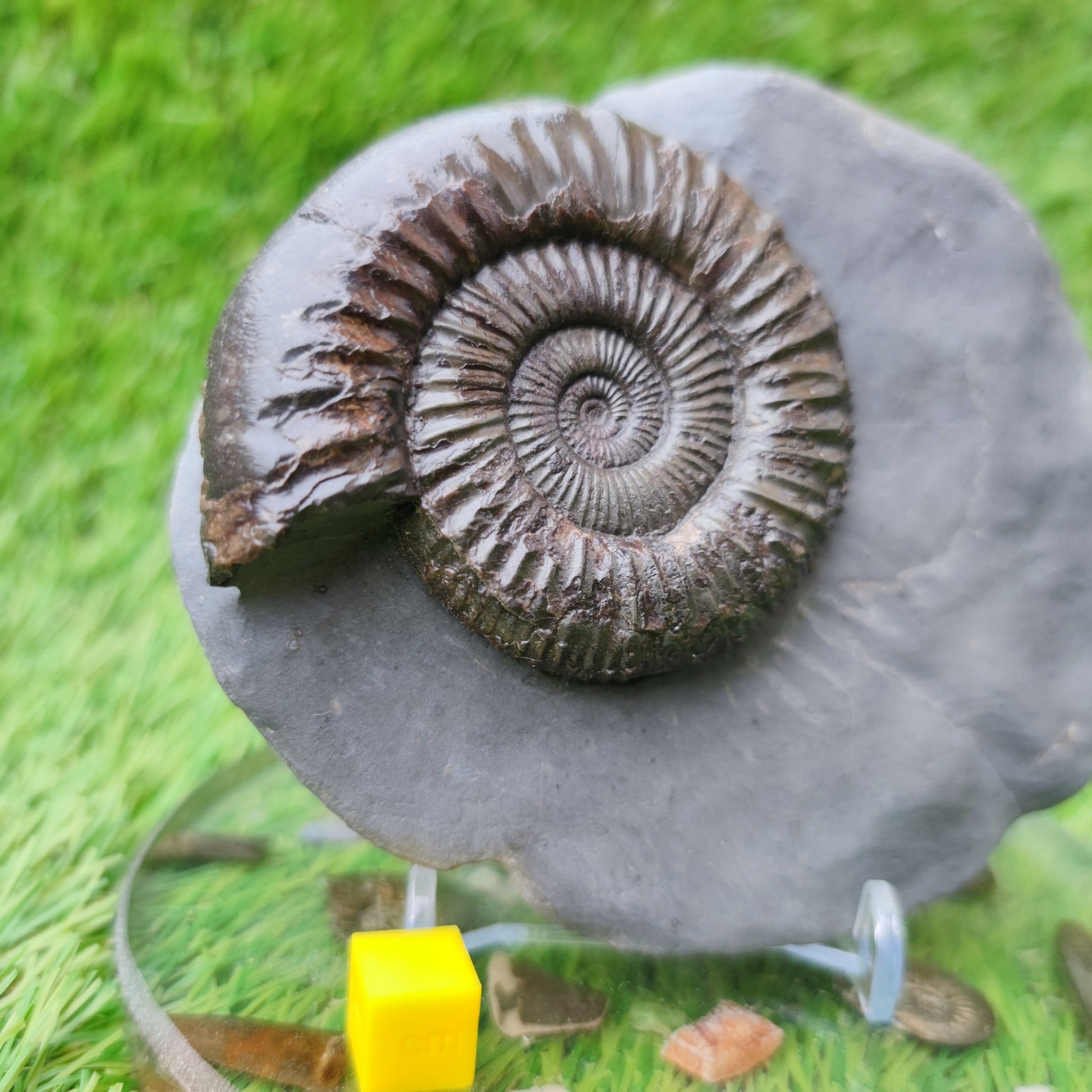 Peronoceras ammonite fossil with perfect centre Yorkshire UK - North Yorkshire Fossils