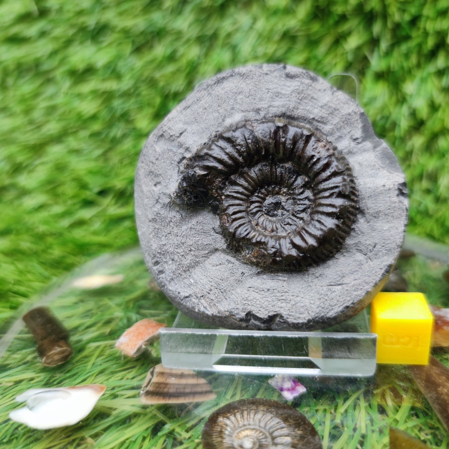 Peronoceras ammonite fossil Yorkshire UK - North Yorkshire Fossils