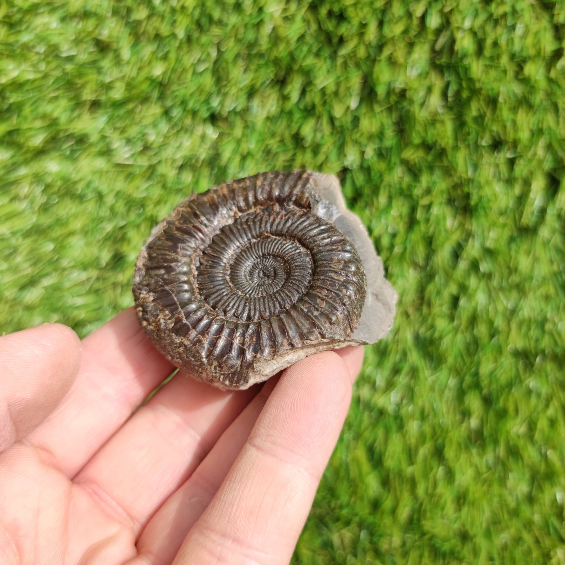 Peronoceras ammonite fossil Yorkshire UK - North Yorkshire Fossils