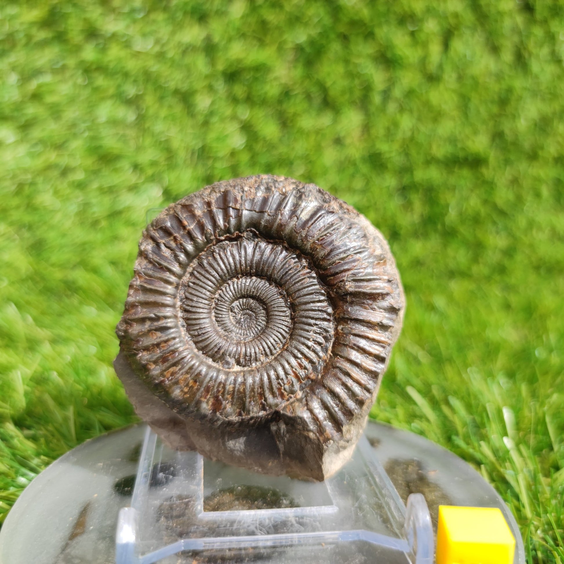 Peronoceras ammonite fossil Yorkshire UK - North Yorkshire Fossils