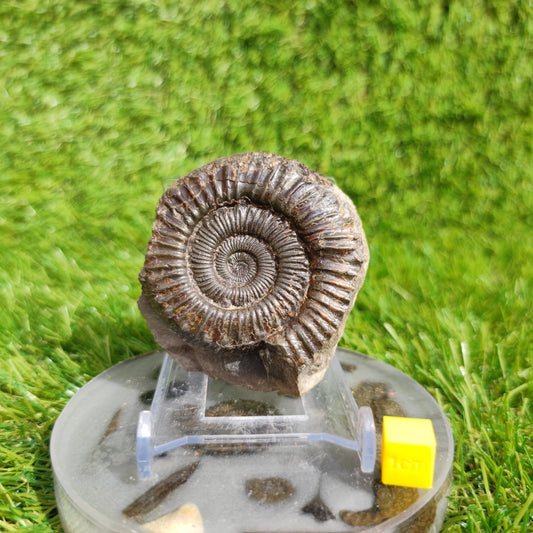 Peronoceras ammonite fossil Yorkshire UK - North Yorkshire Fossils