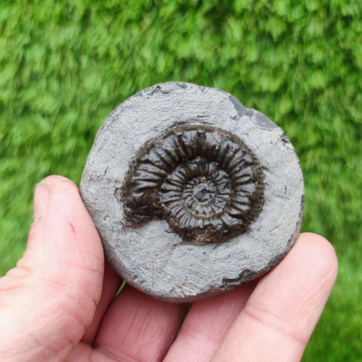 Peronoceras ammonite fossil Yorkshire UK - North Yorkshire Fossils