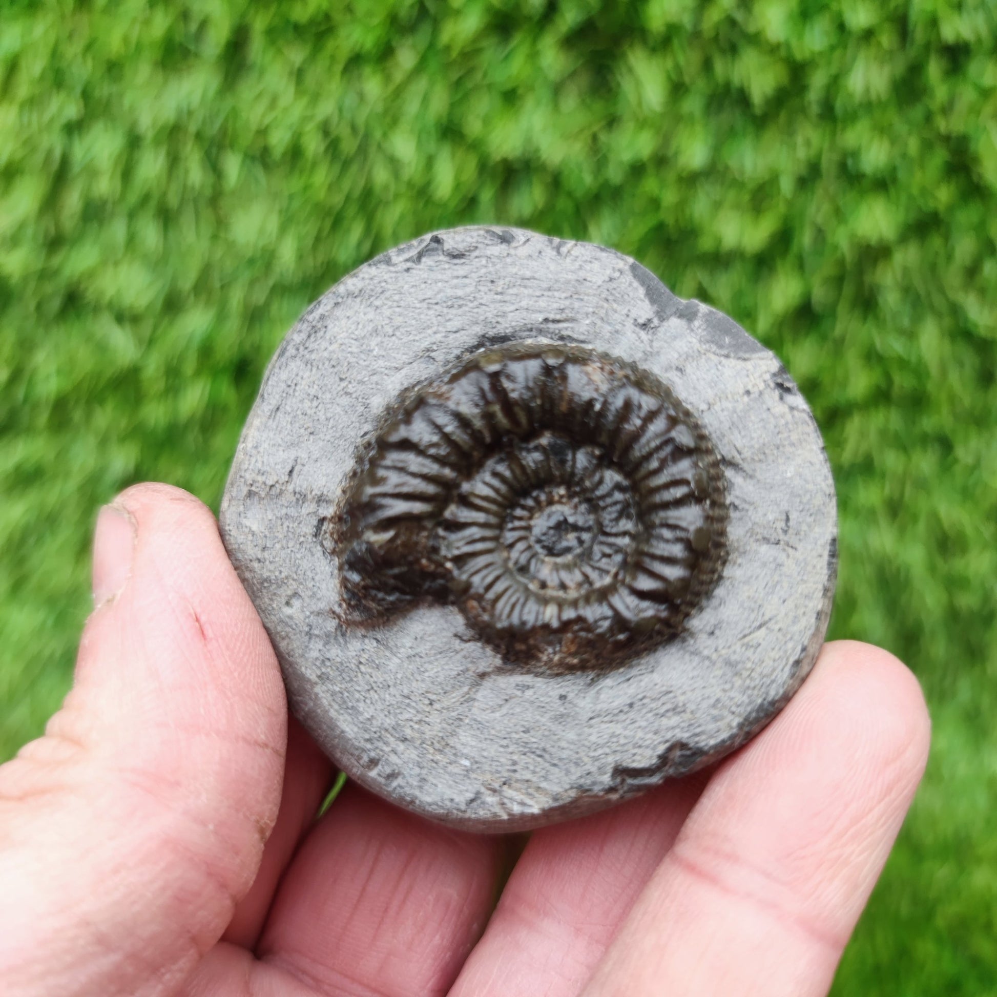 Peronoceras ammonite fossil Yorkshire UK - North Yorkshire Fossils