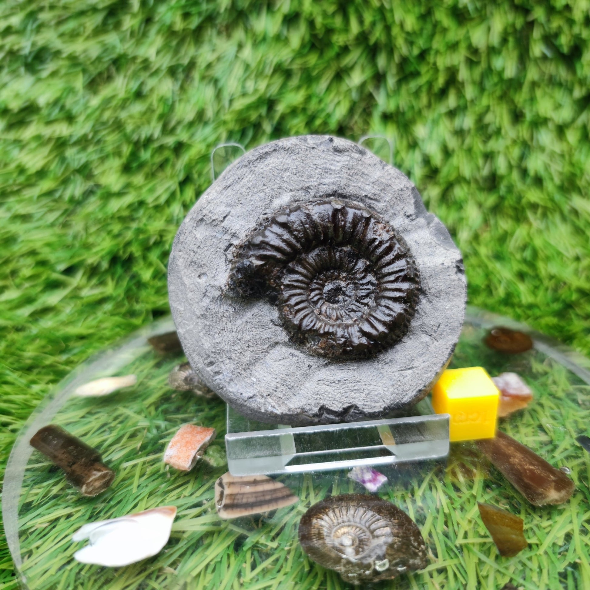 Peronoceras ammonite fossil Yorkshire UK - North Yorkshire Fossils