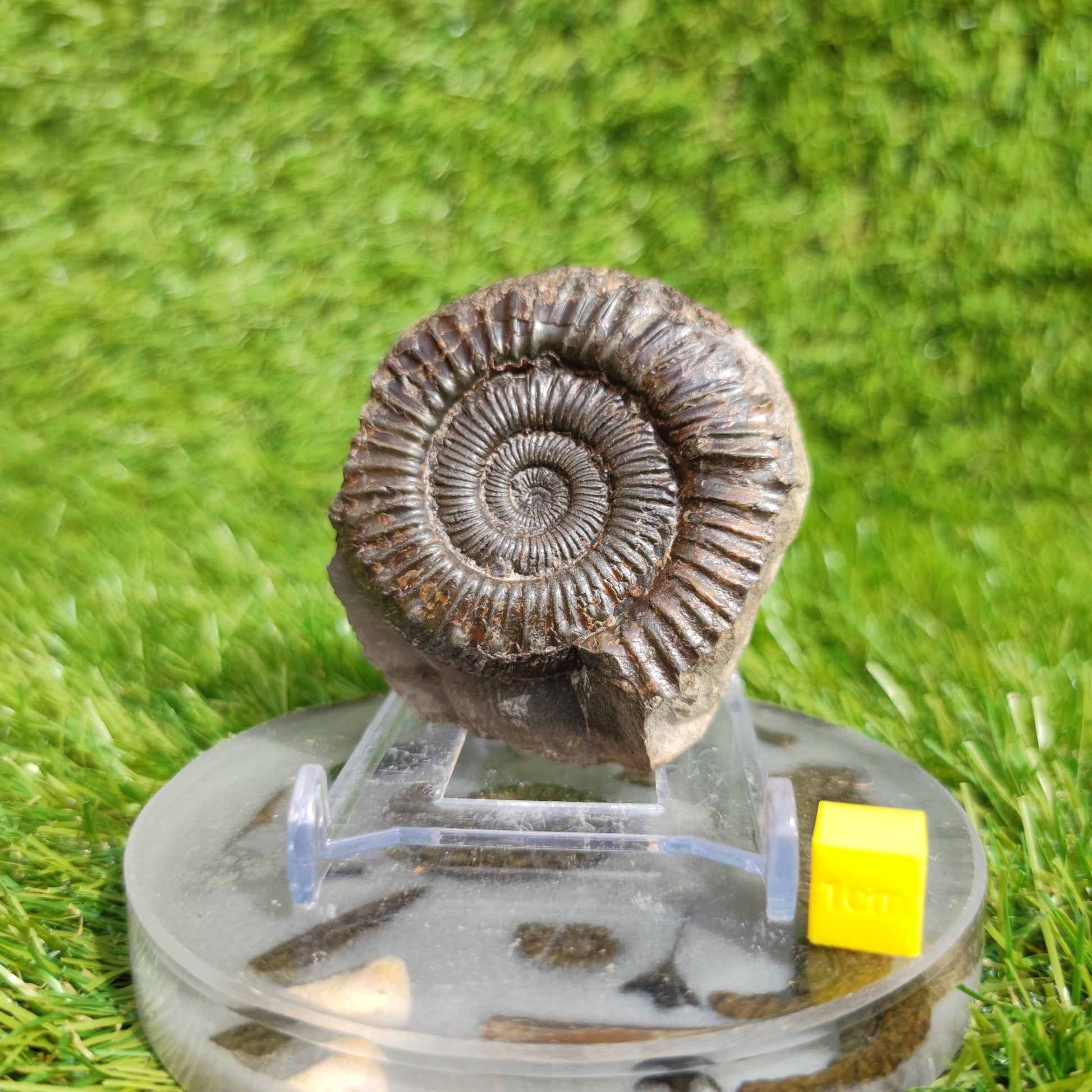 Peronoceras ammonite fossil Yorkshire UK - North Yorkshire Fossils