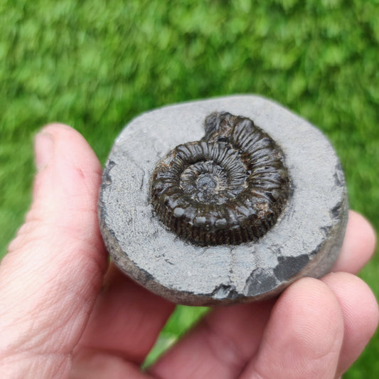Peronoceras ammonite fossil Yorkshire UK - North Yorkshire Fossils