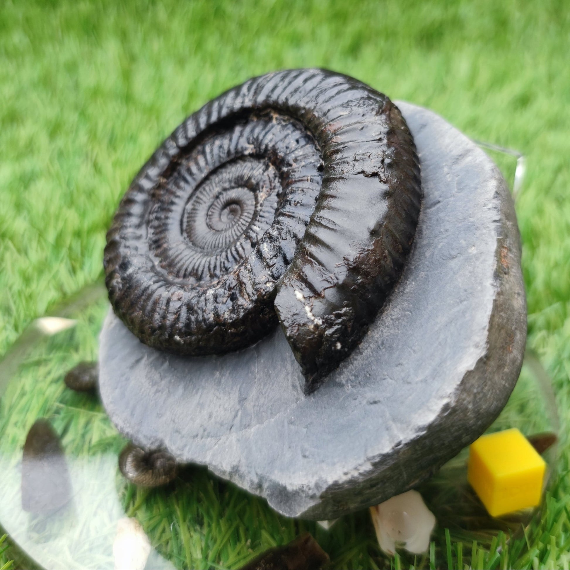 Peronoceras ammonite North Yorkshire fossils - North Yorkshire Fossils