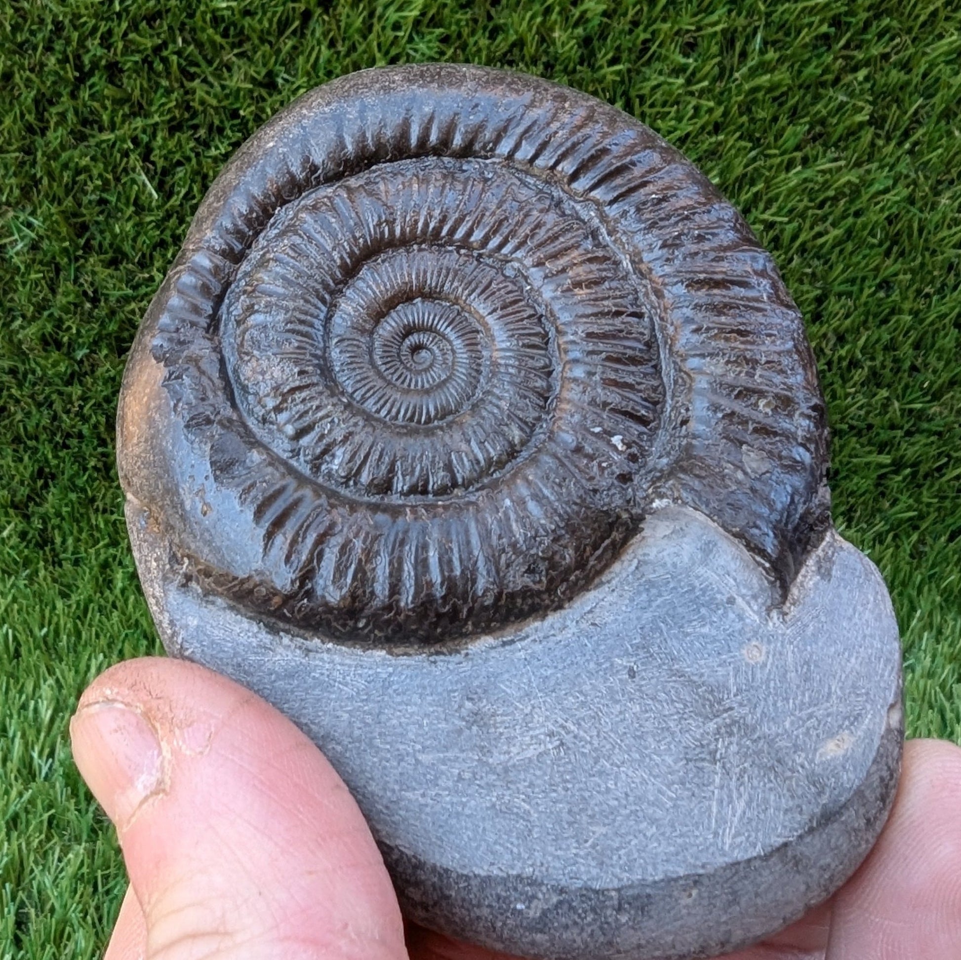 Peronoceras ammonite North Yorkshire fossils - North Yorkshire Fossils