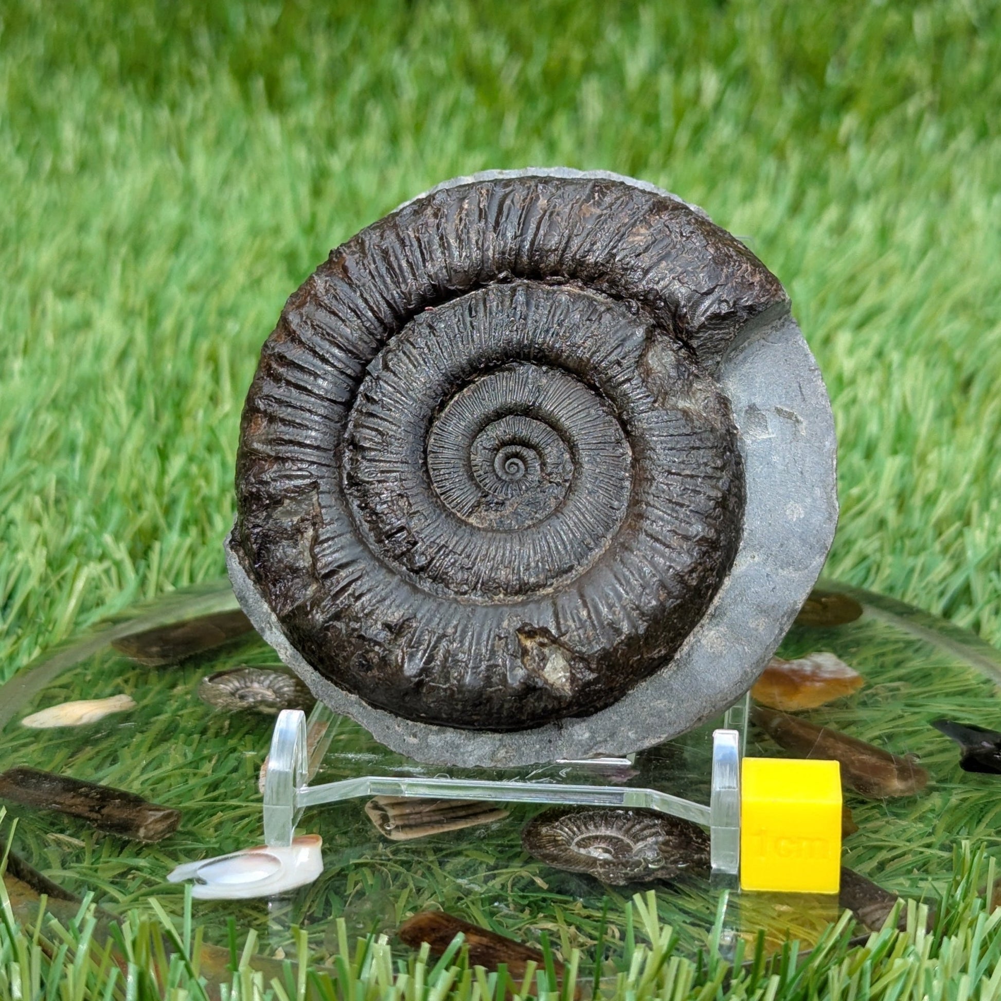 Peronoceras ammonite North Yorkshire fossils - North Yorkshire Fossils