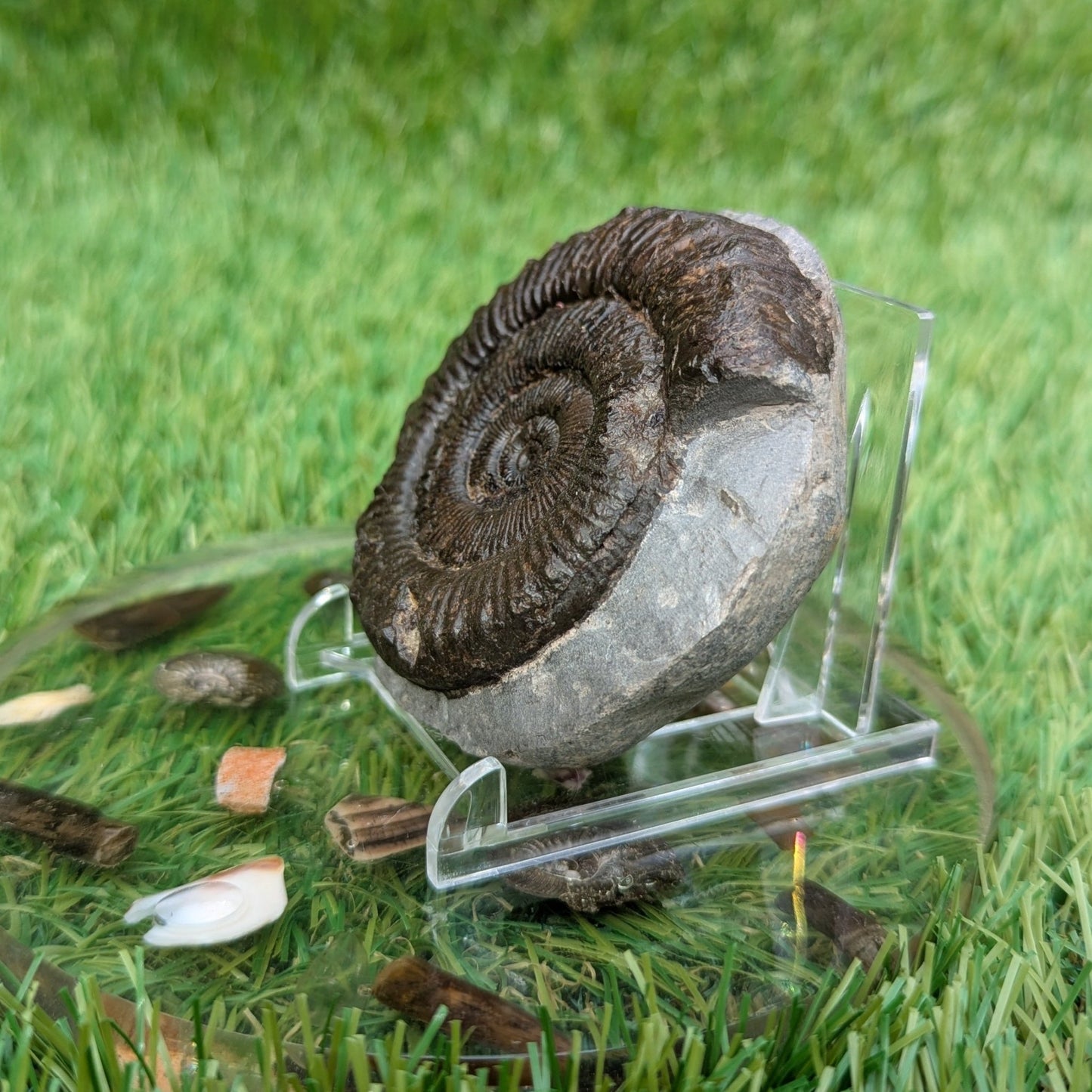 Peronoceras ammonite North Yorkshire fossils - North Yorkshire Fossils