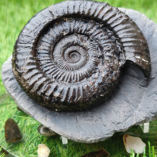 Peronoceras ammonite North Yorkshire fossils - North Yorkshire Fossils