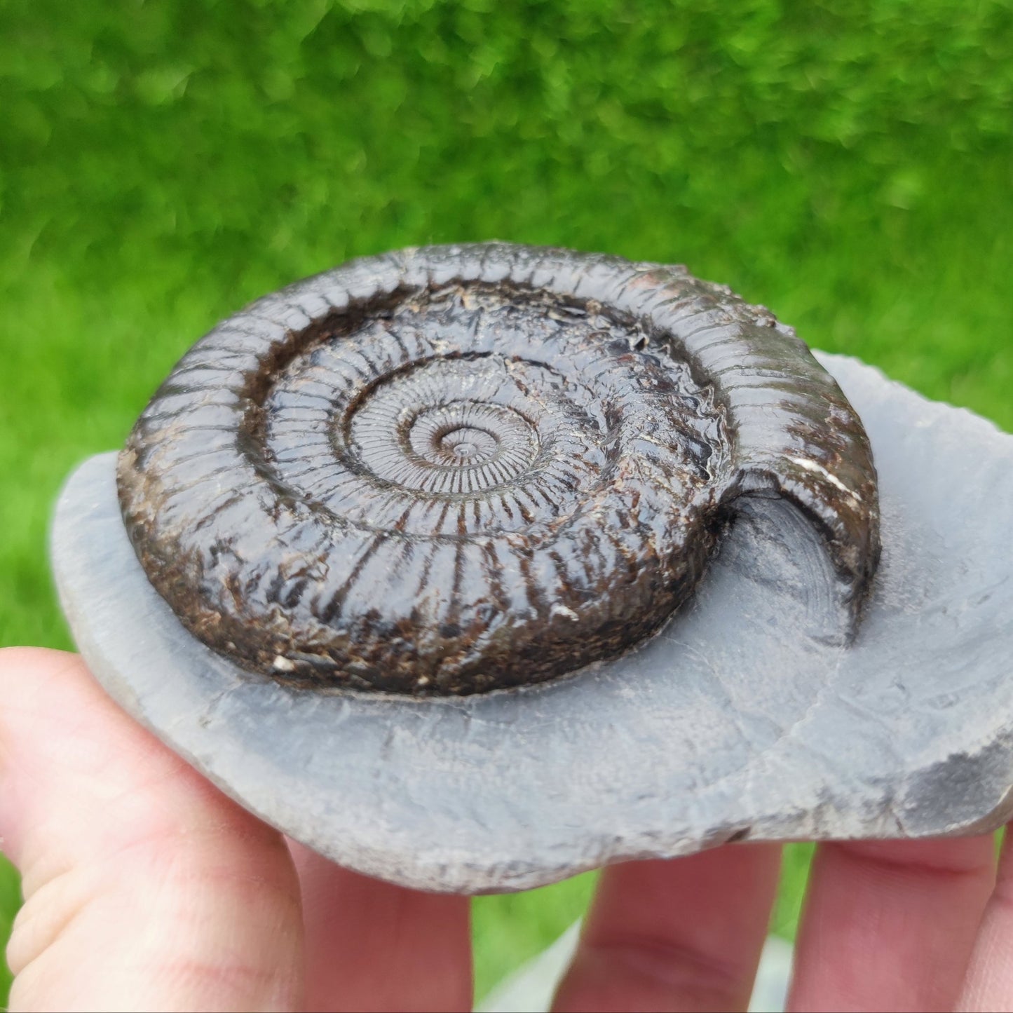 Peronoceras ammonite North Yorkshire fossils - North Yorkshire Fossils