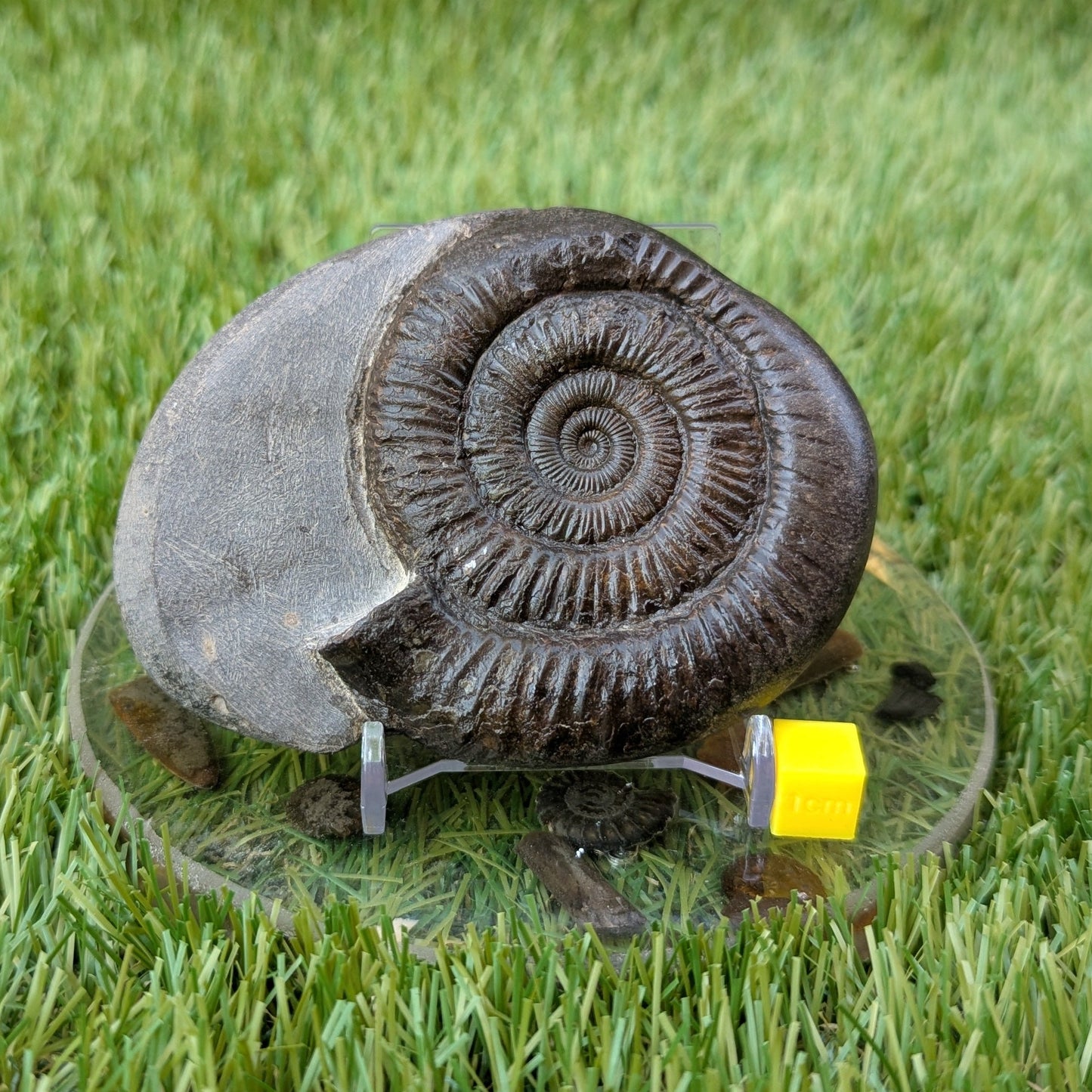Peronoceras ammonite North Yorkshire fossils - North Yorkshire Fossils