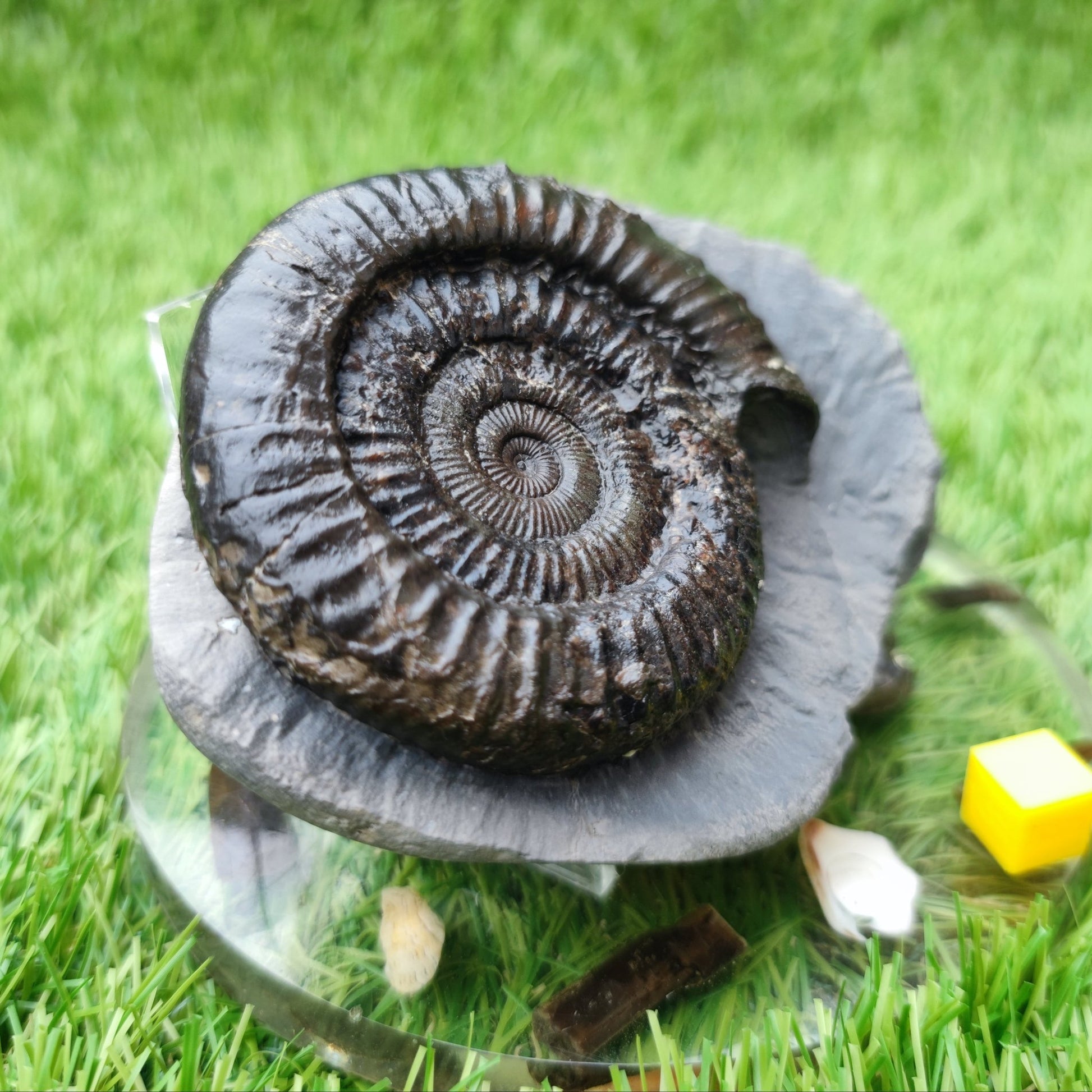 Peronoceras ammonite North Yorkshire fossils - North Yorkshire Fossils