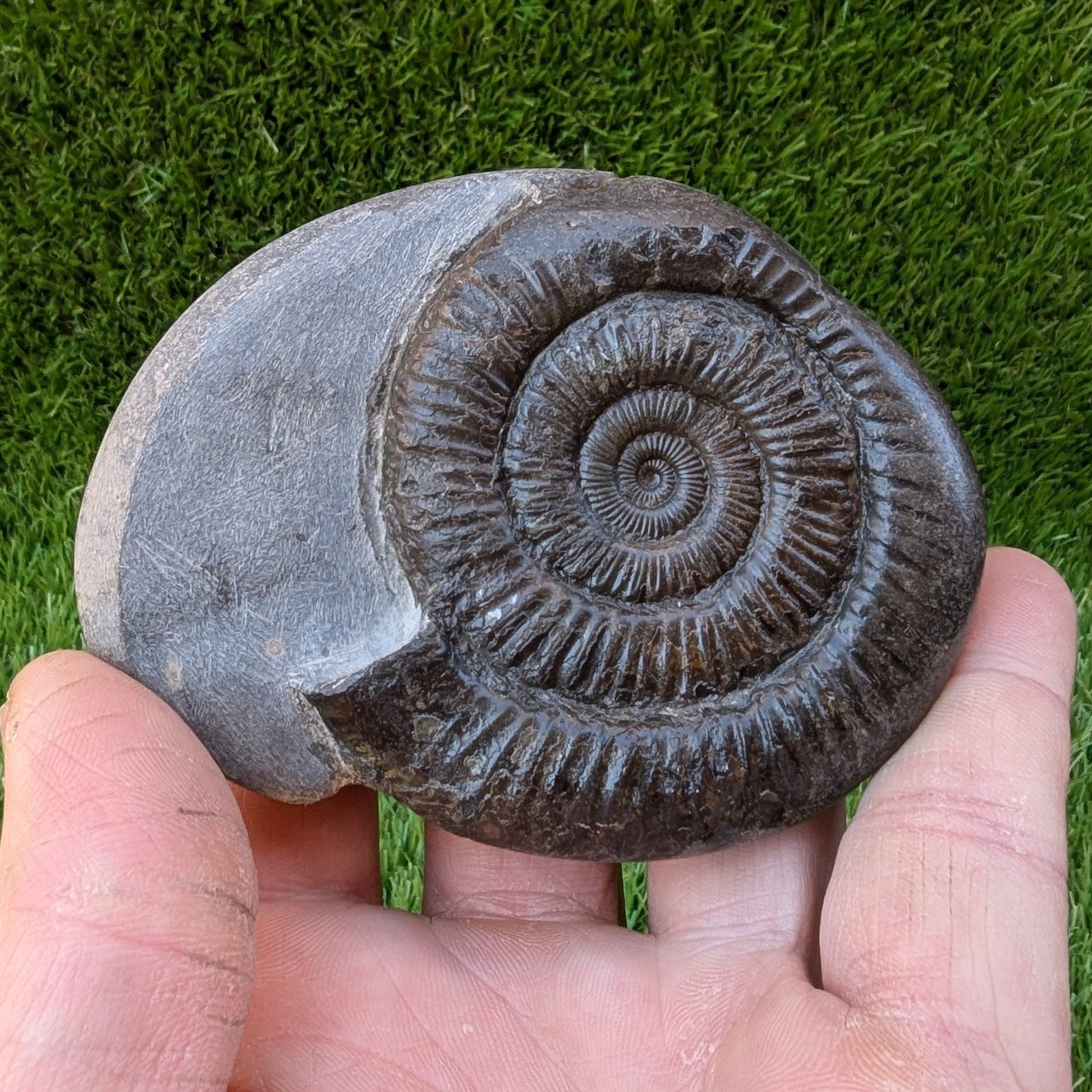 Peronoceras ammonite North Yorkshire fossils - North Yorkshire Fossils